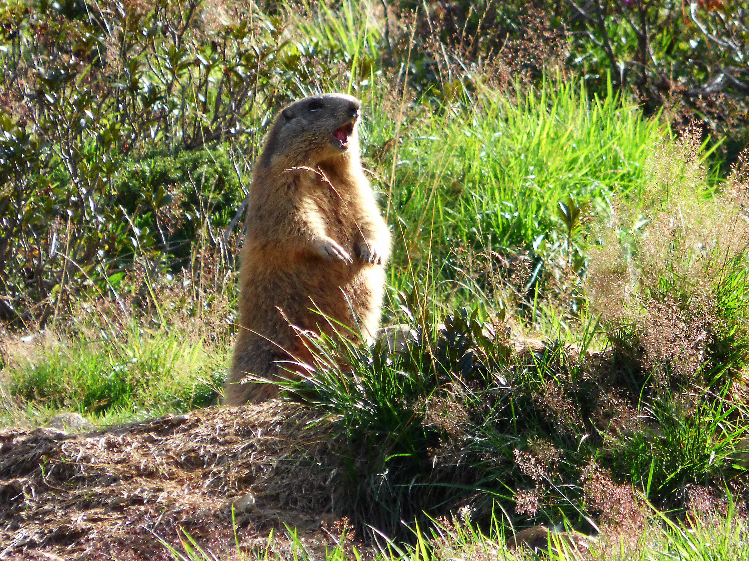 The Call of the Marmot