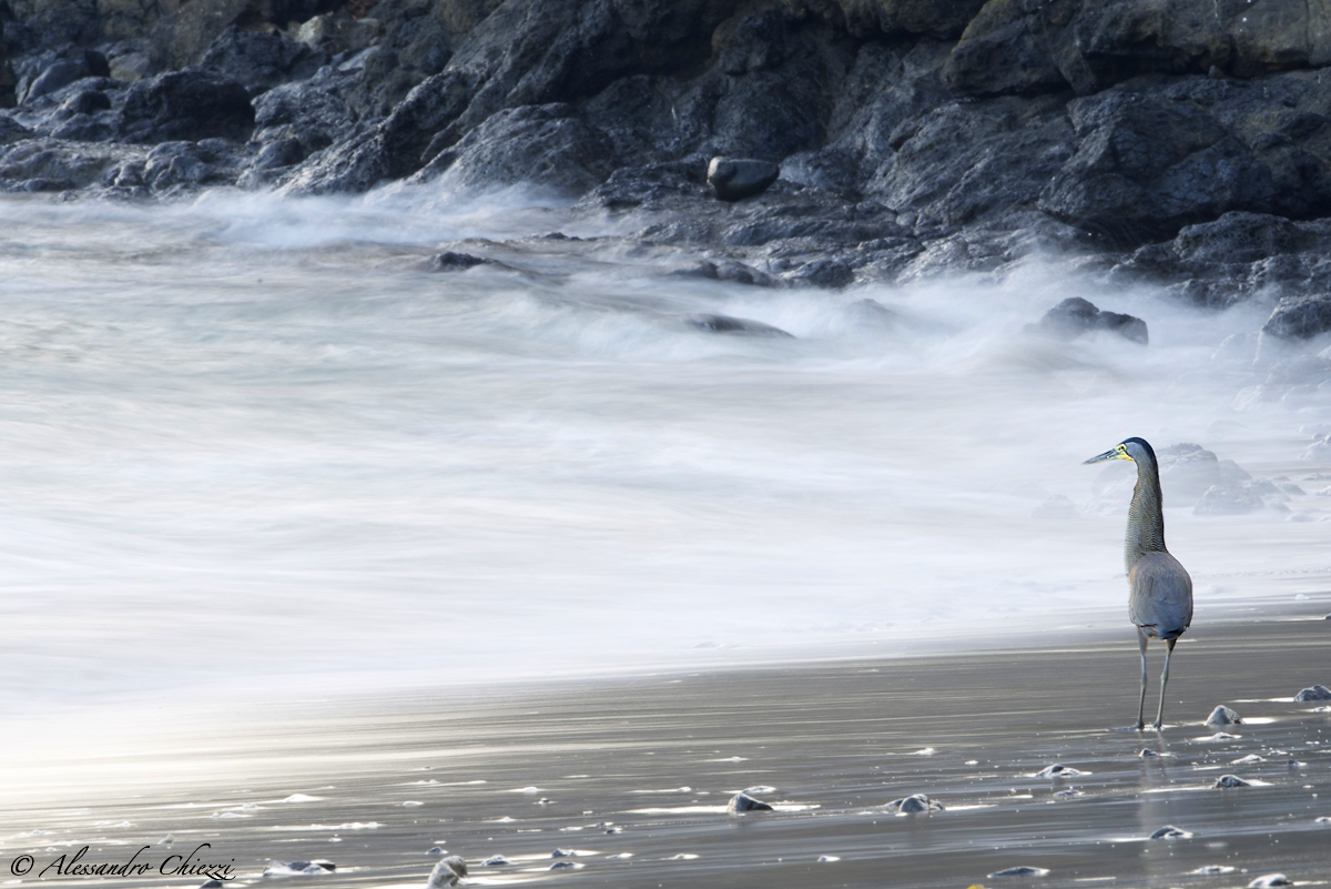 Airone tigrato messicano