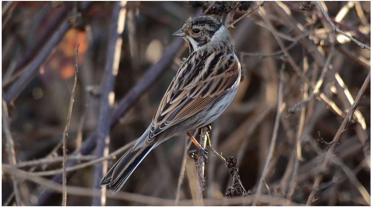 migliarino di palude m.