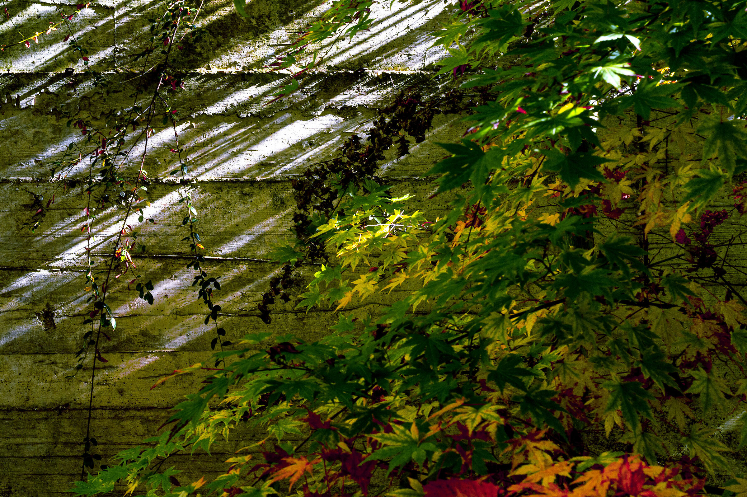 linee di luce e ombre nel mio giardino d'inverno