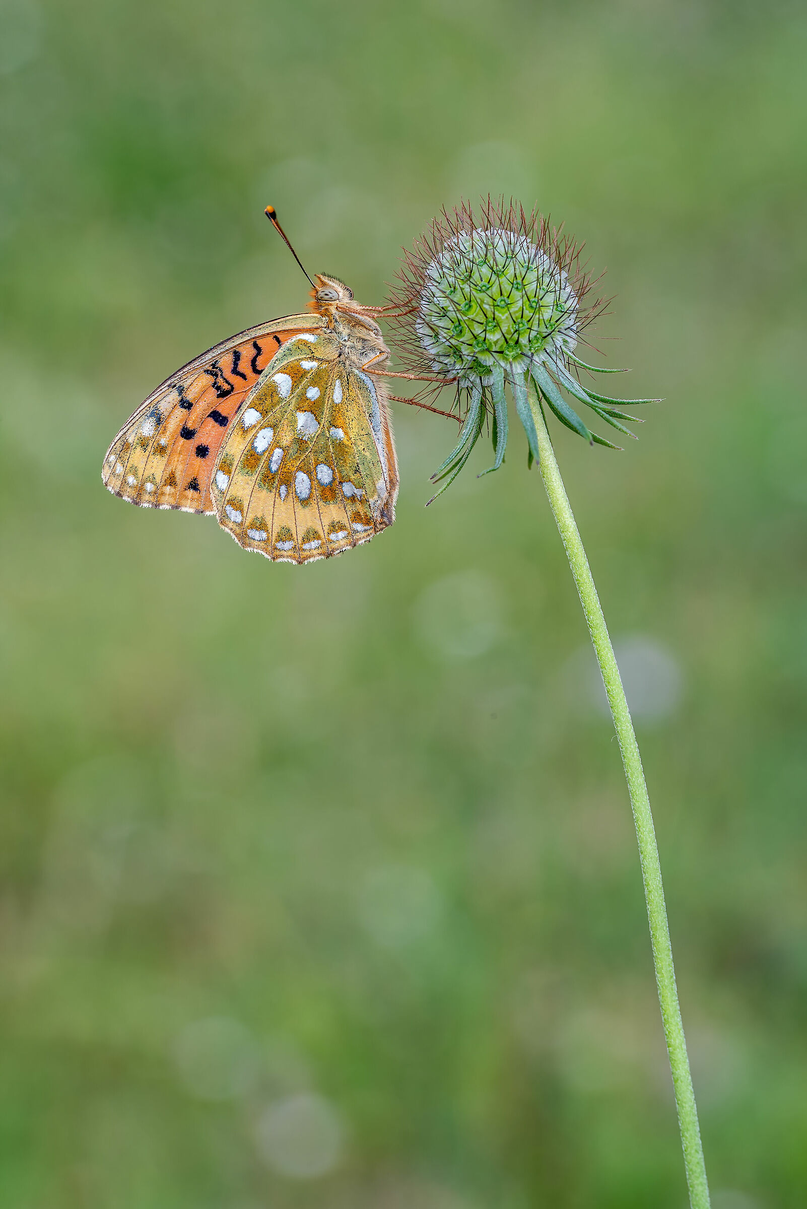 Argynnis aglaja