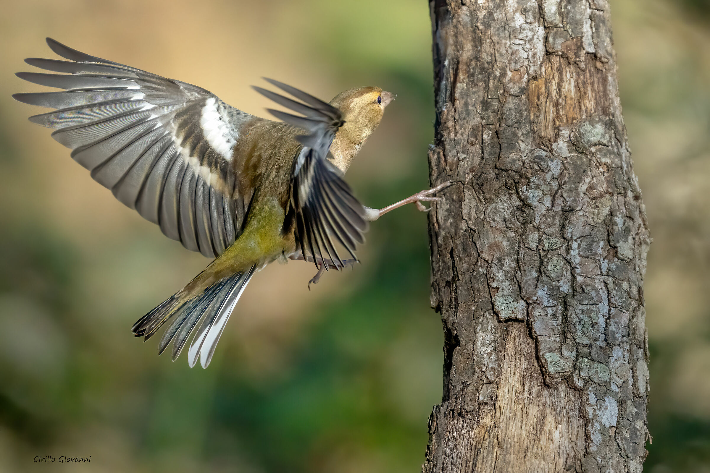 frinquello equilibrista