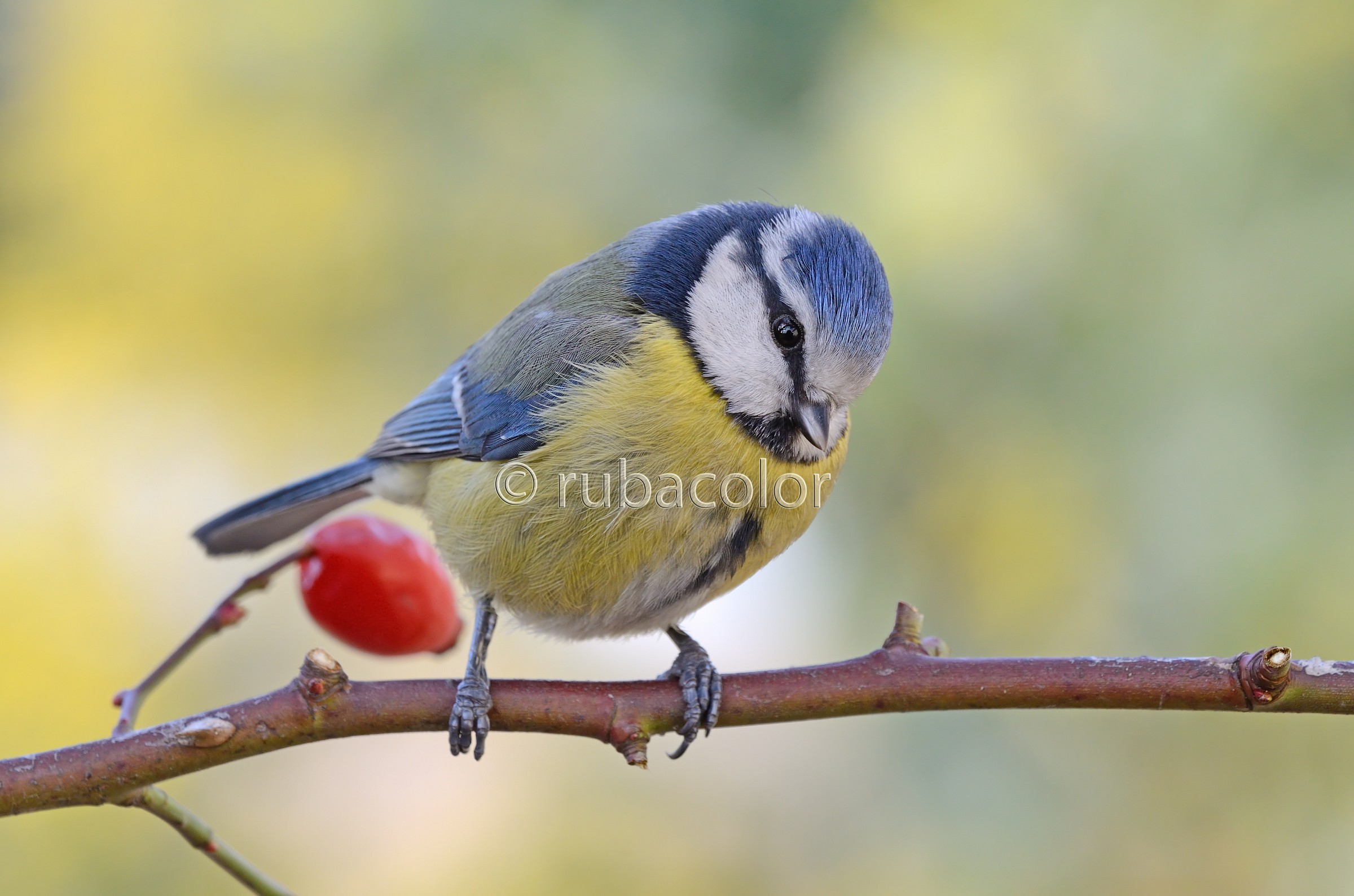 Ad un metro dalla cinciarella