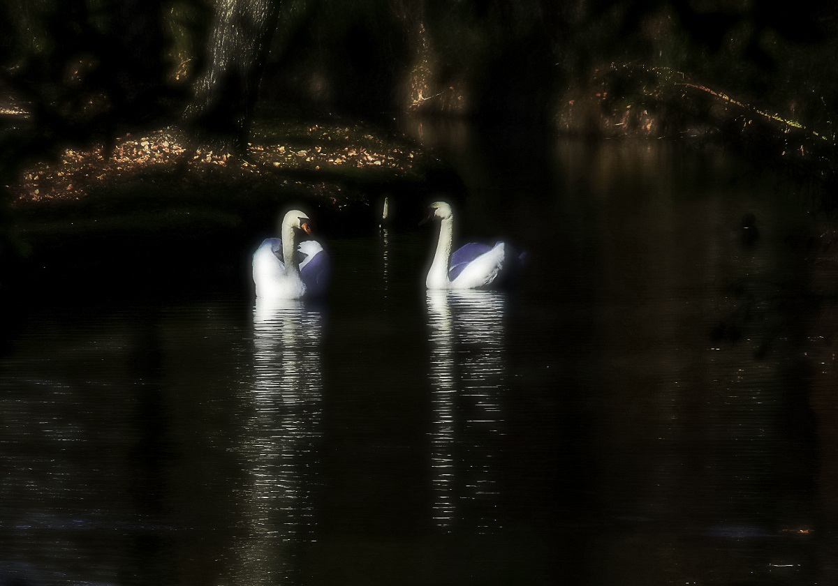 Il lago dei cigni