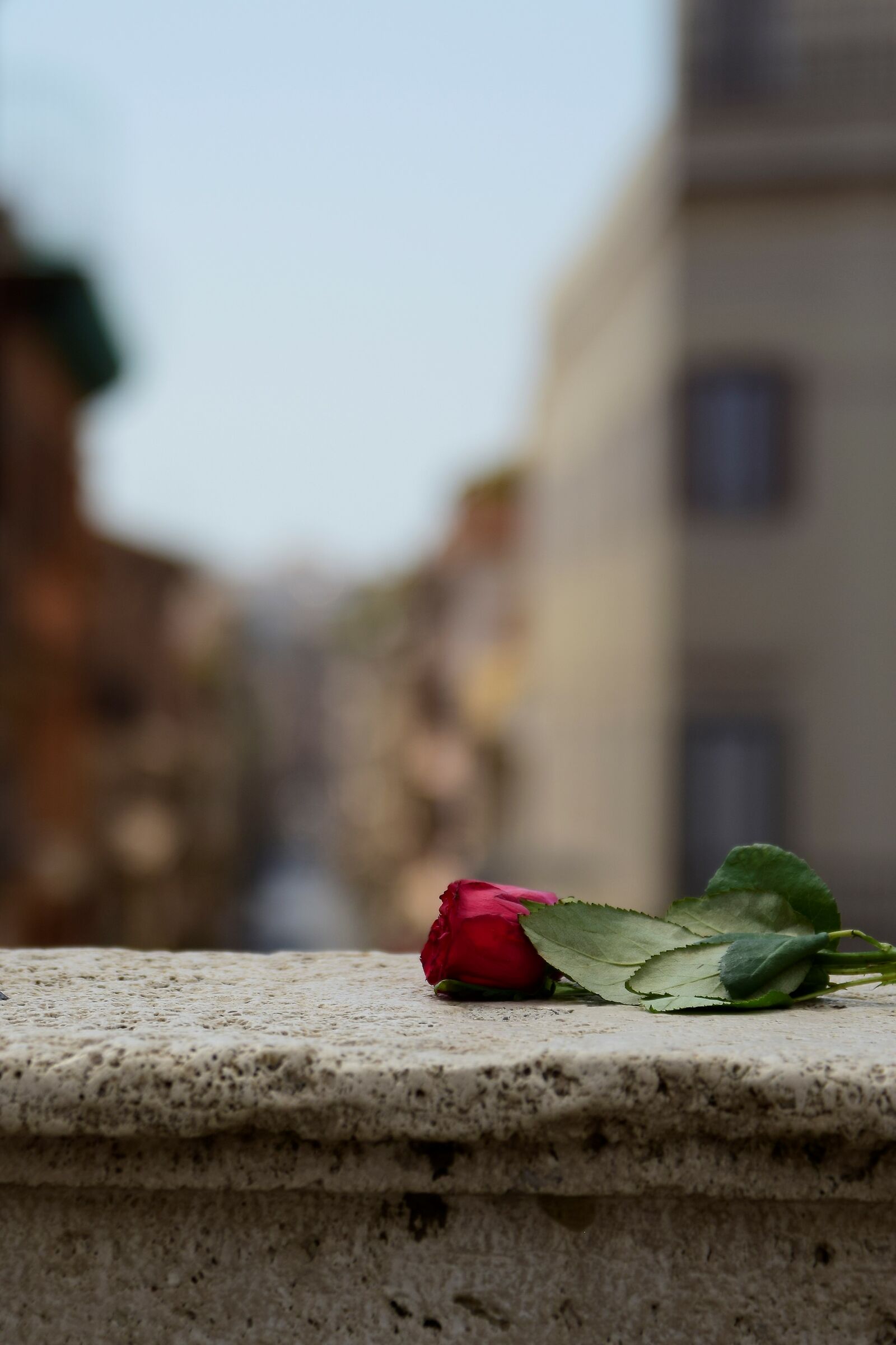 Una rosa per Roma