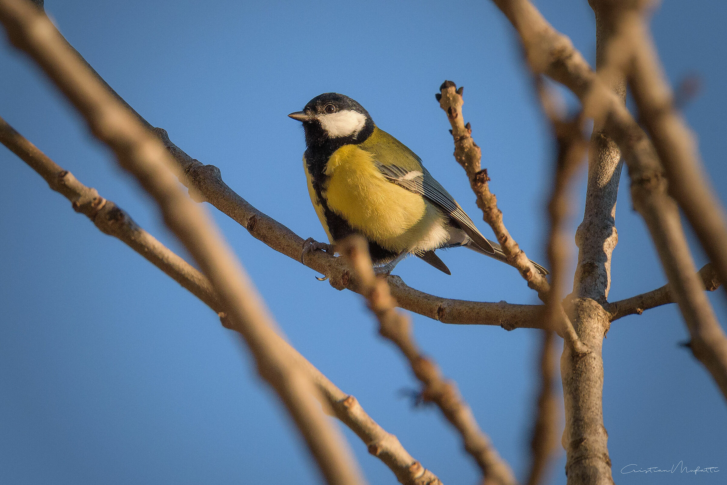 Cinciallegra, in the Parus Major département