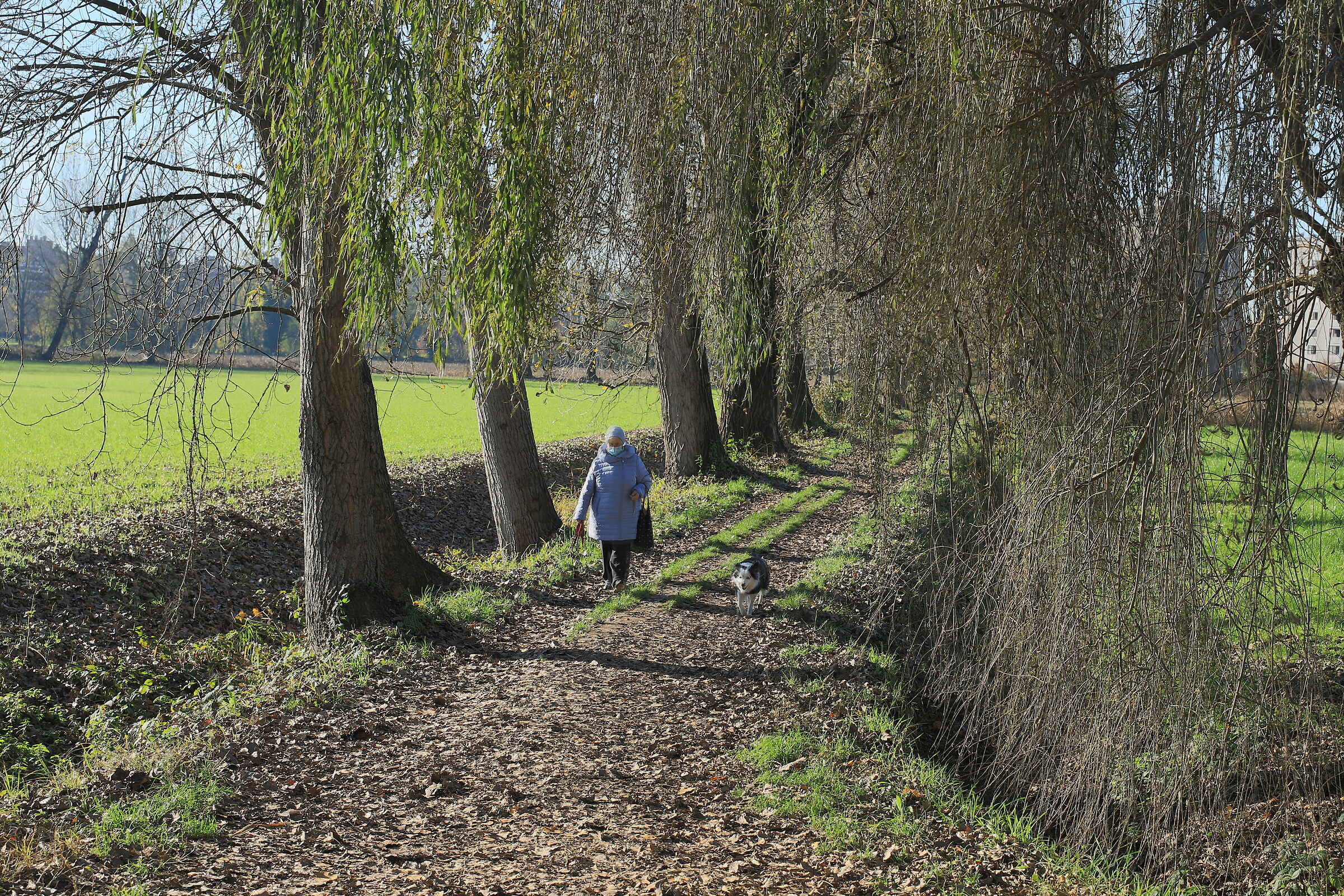 "The dog is a gentleman" (m.t.)
