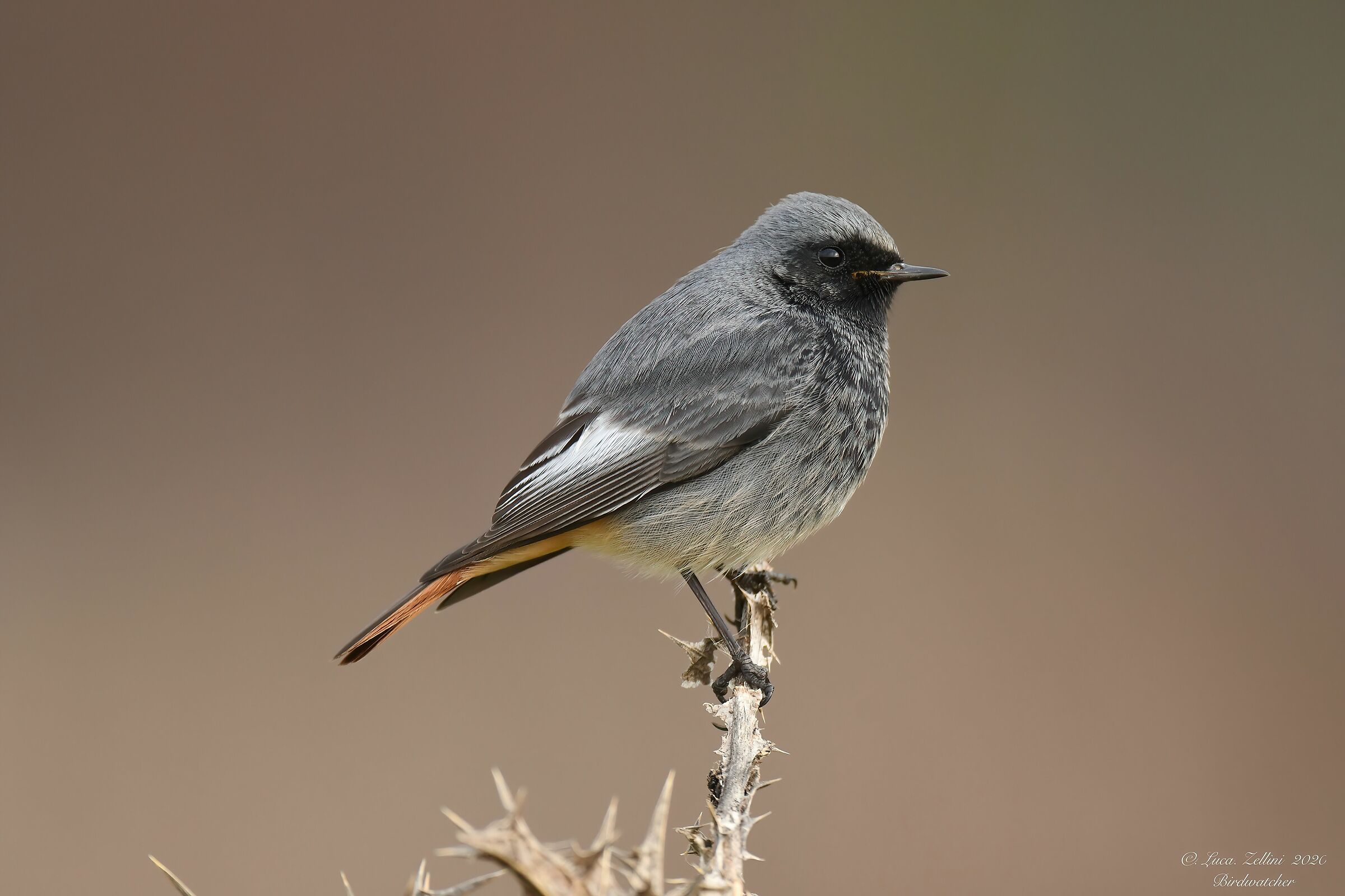 Codirosso Spazzamino ??