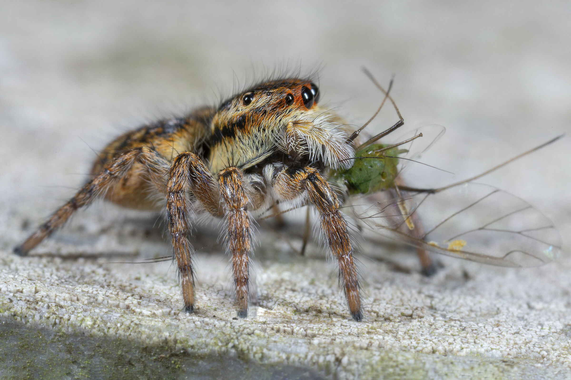 Carrhotus xanthogram female with prey