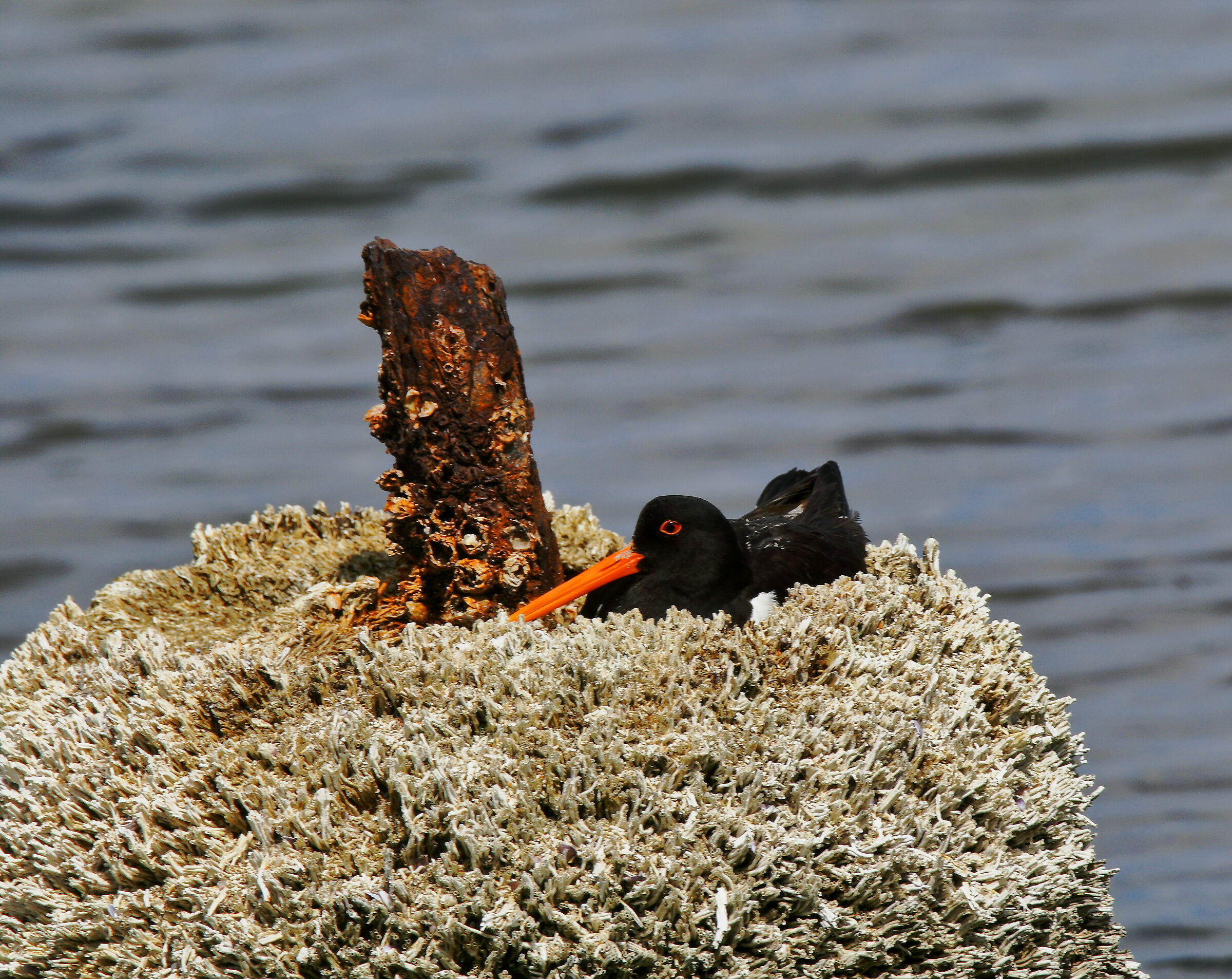 beccaccia di mare in nido
