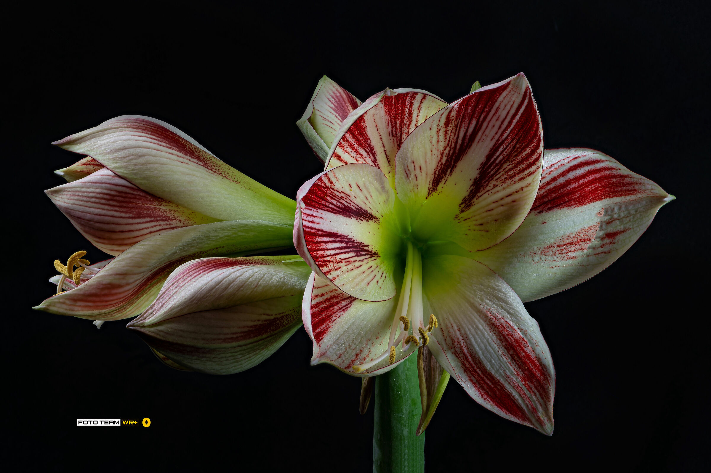 Amaryllis