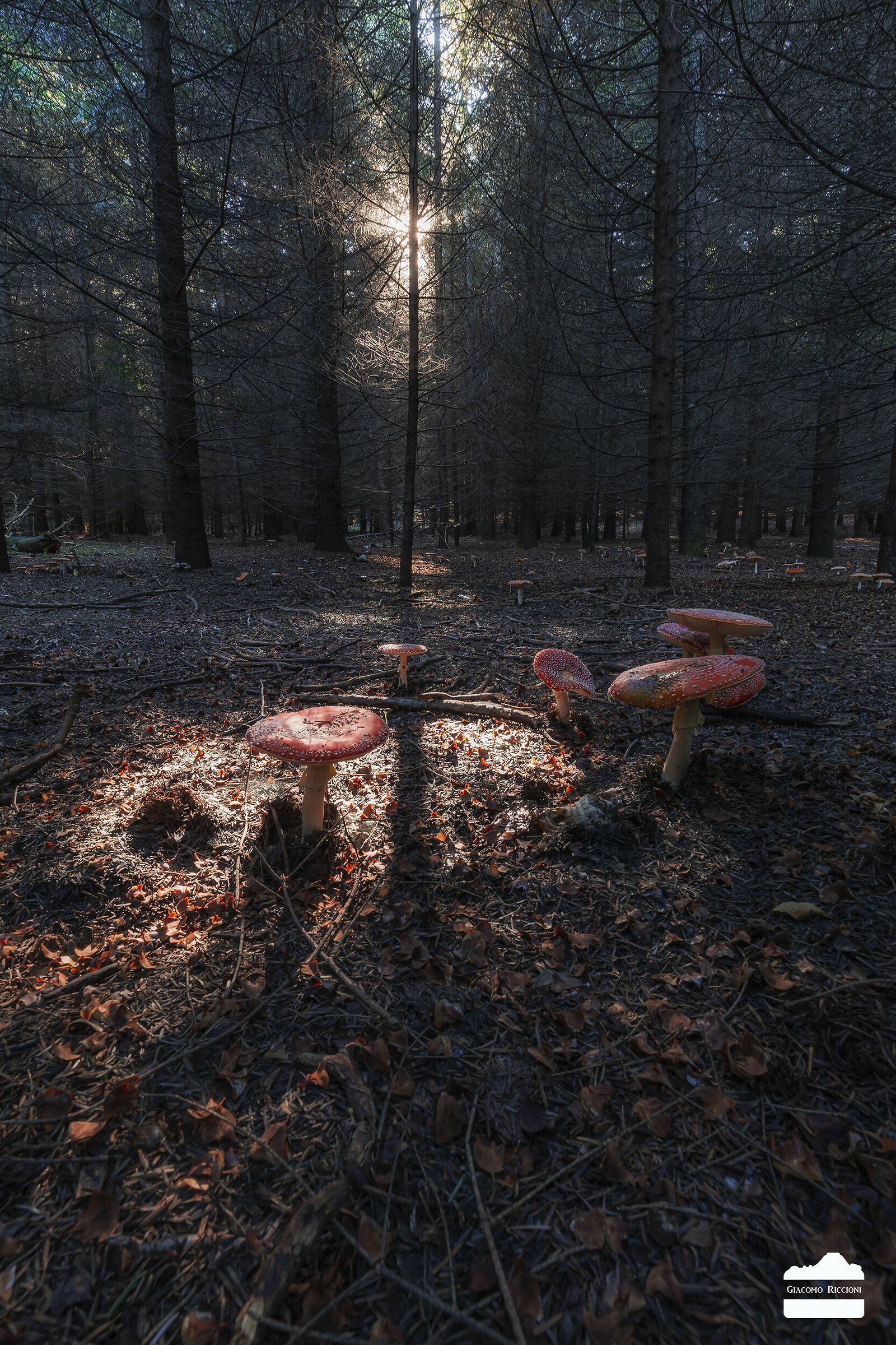 Evil Ovolo-Amanita muscaria