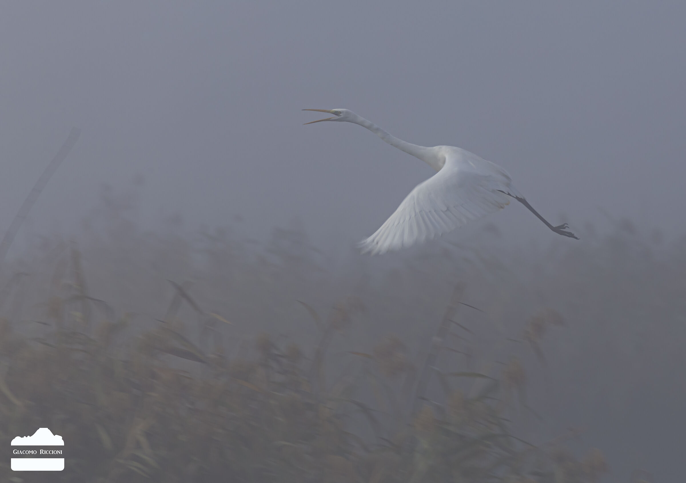 Greater white heron