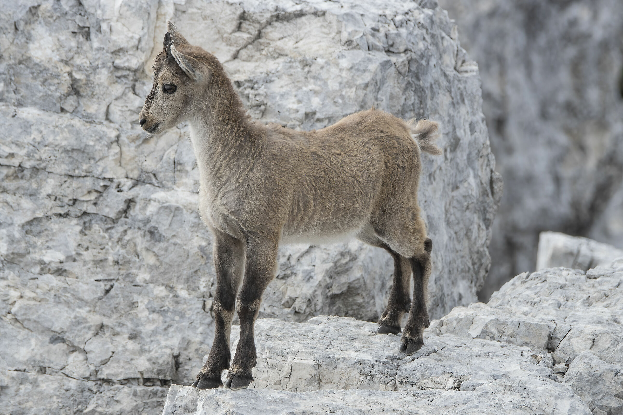 Young ibex