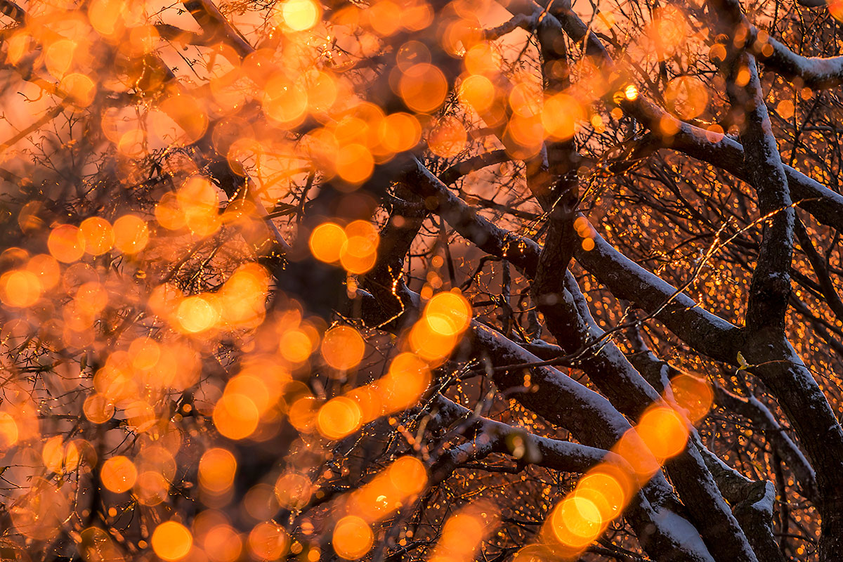 sunset among the fronds of a tree