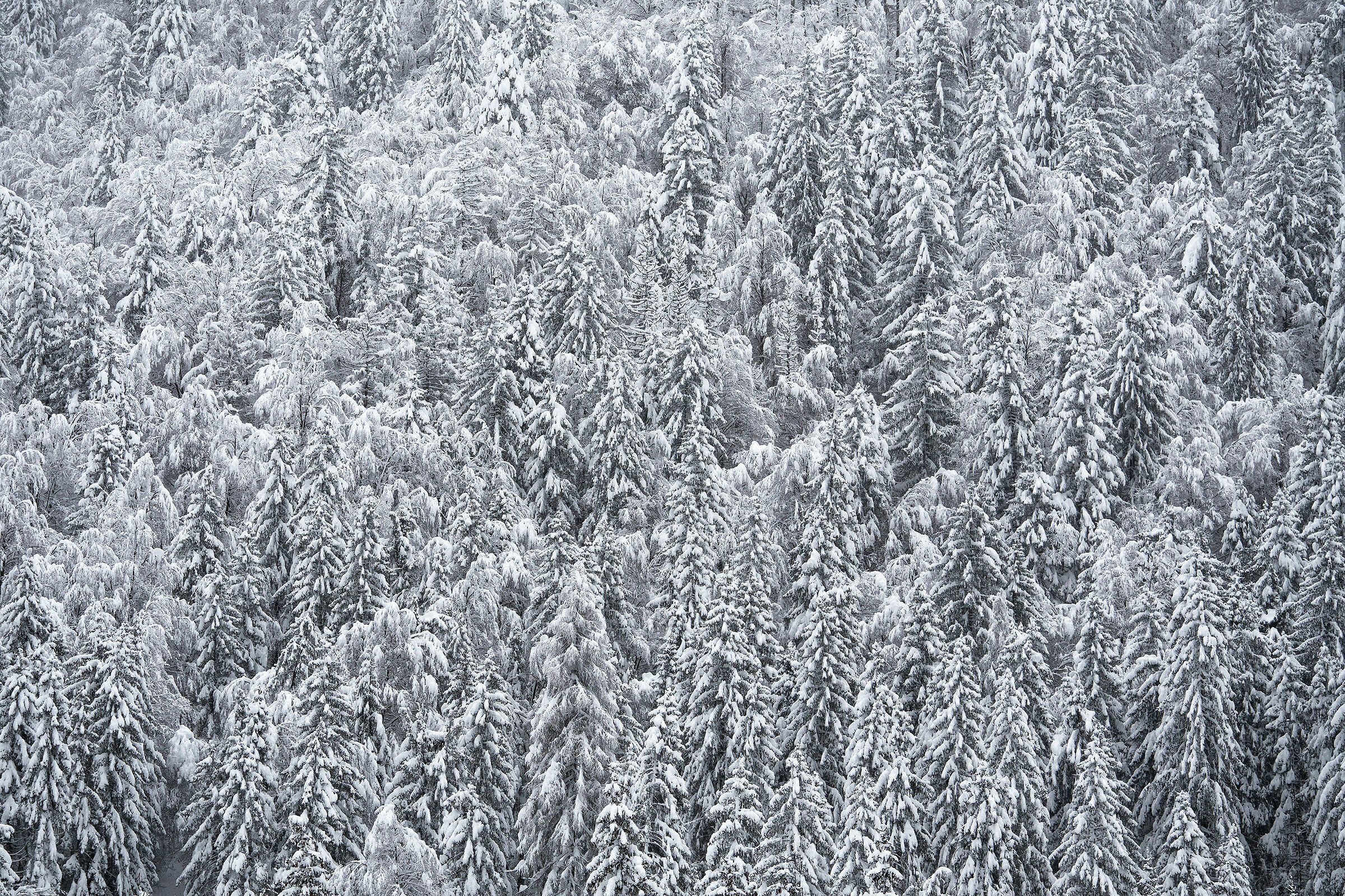 La foresta di Tarvisio si veste d'inverno