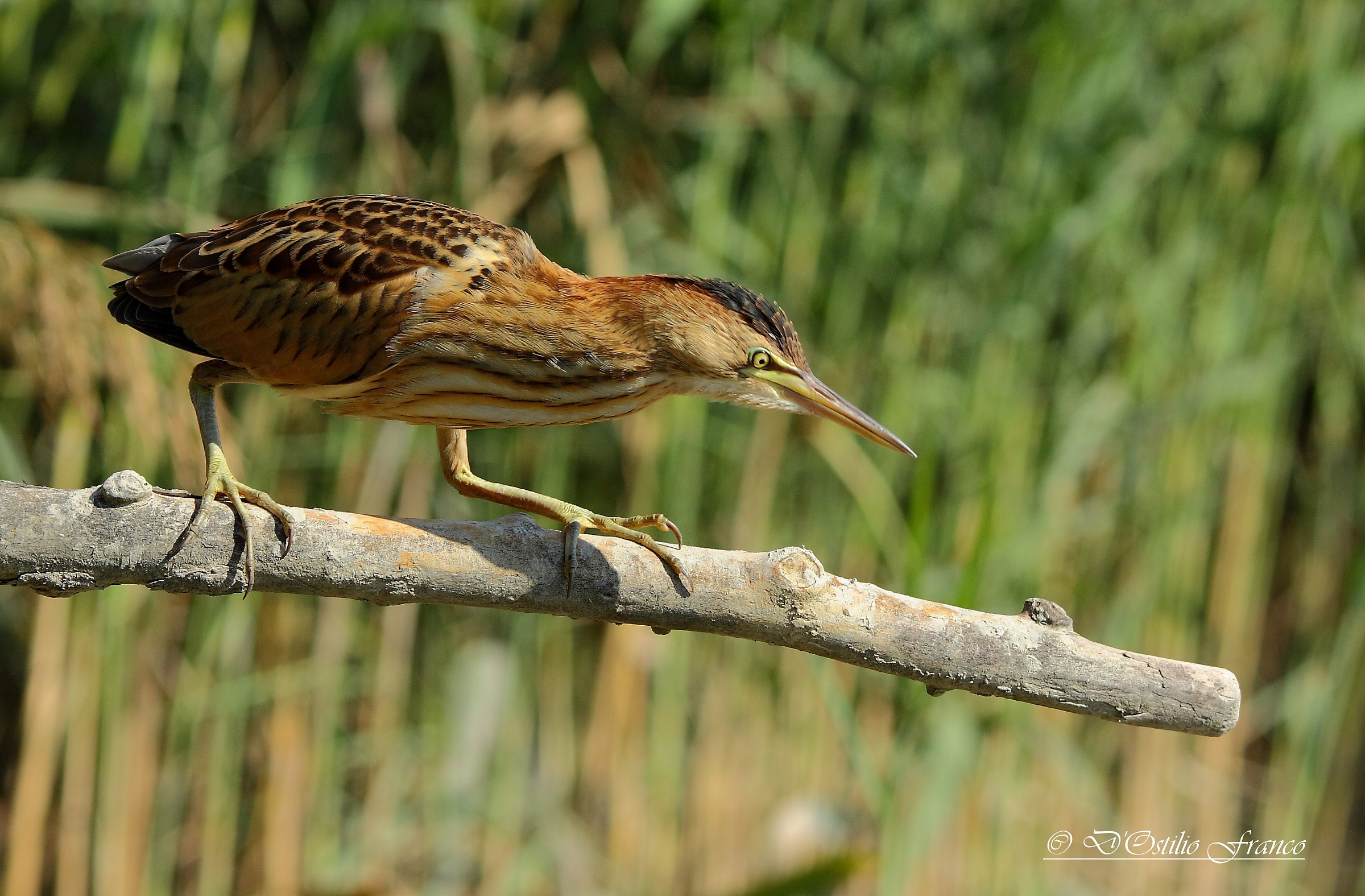 Bittern acrobat ....