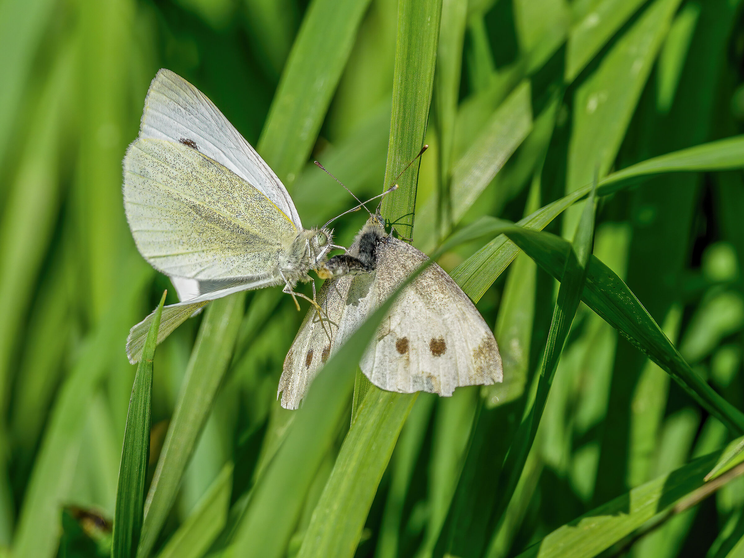 Love is..? Eight wings and a grass pillow.