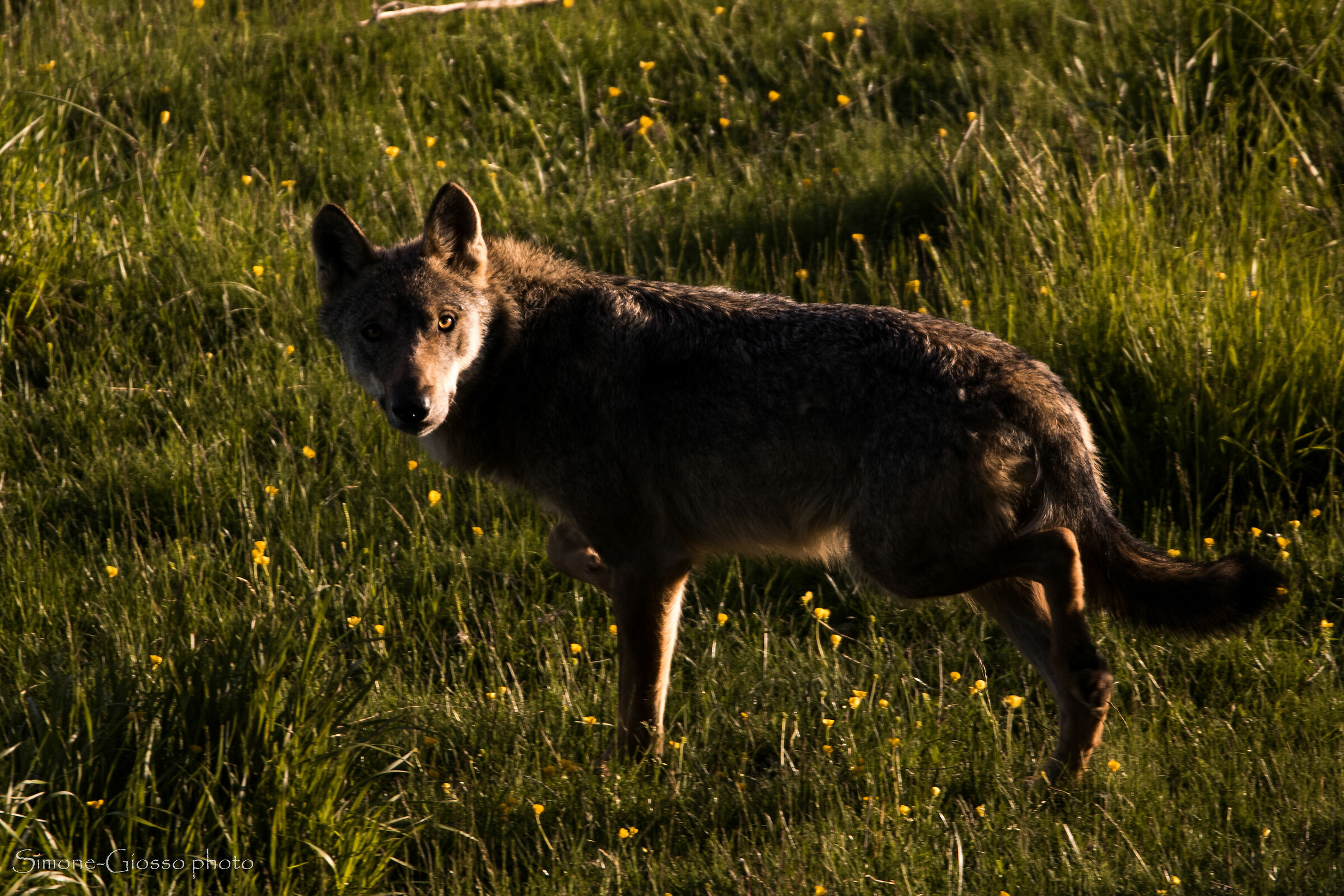 Il fantasma dei boschi