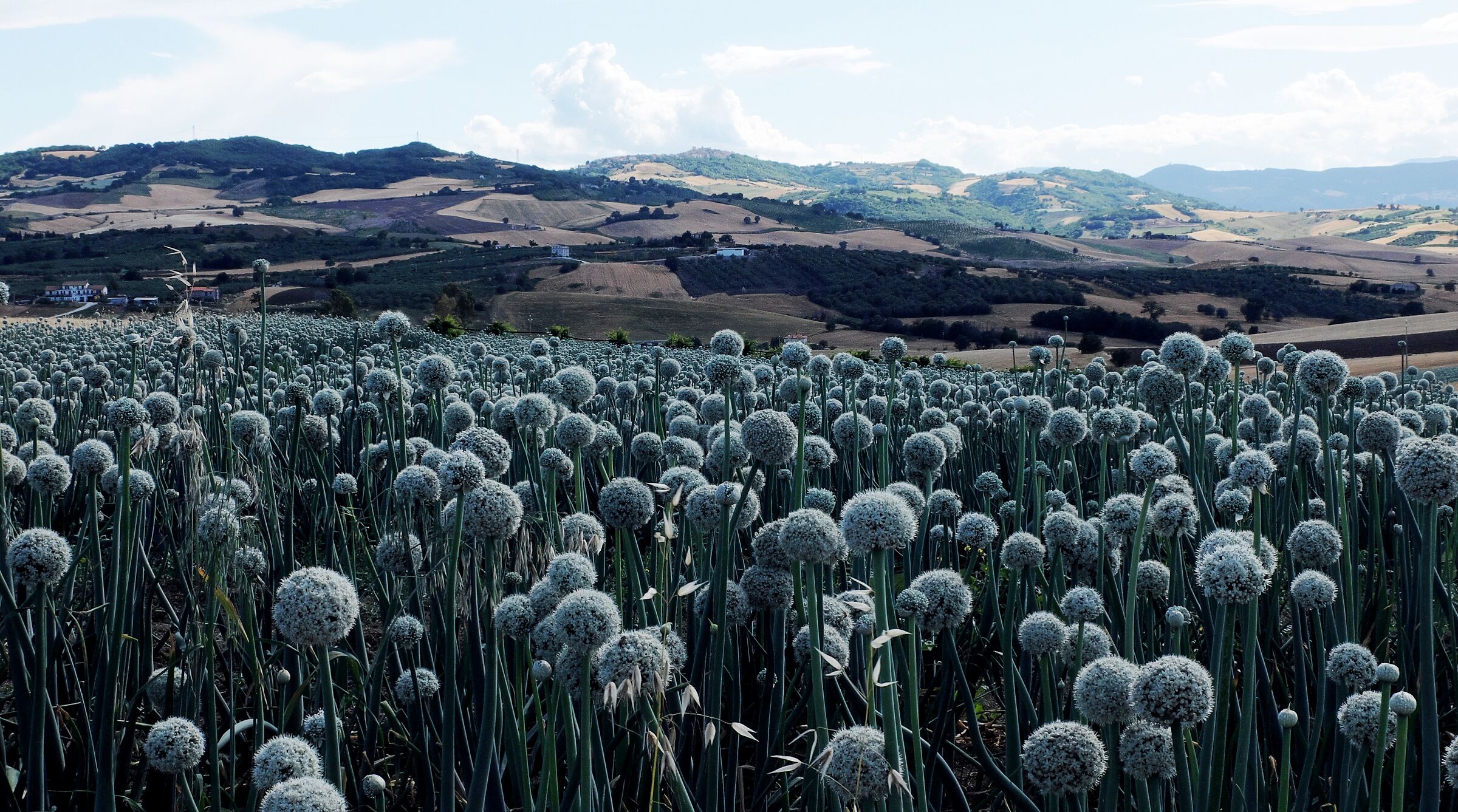 Balls, balls, balls.. quante palle.