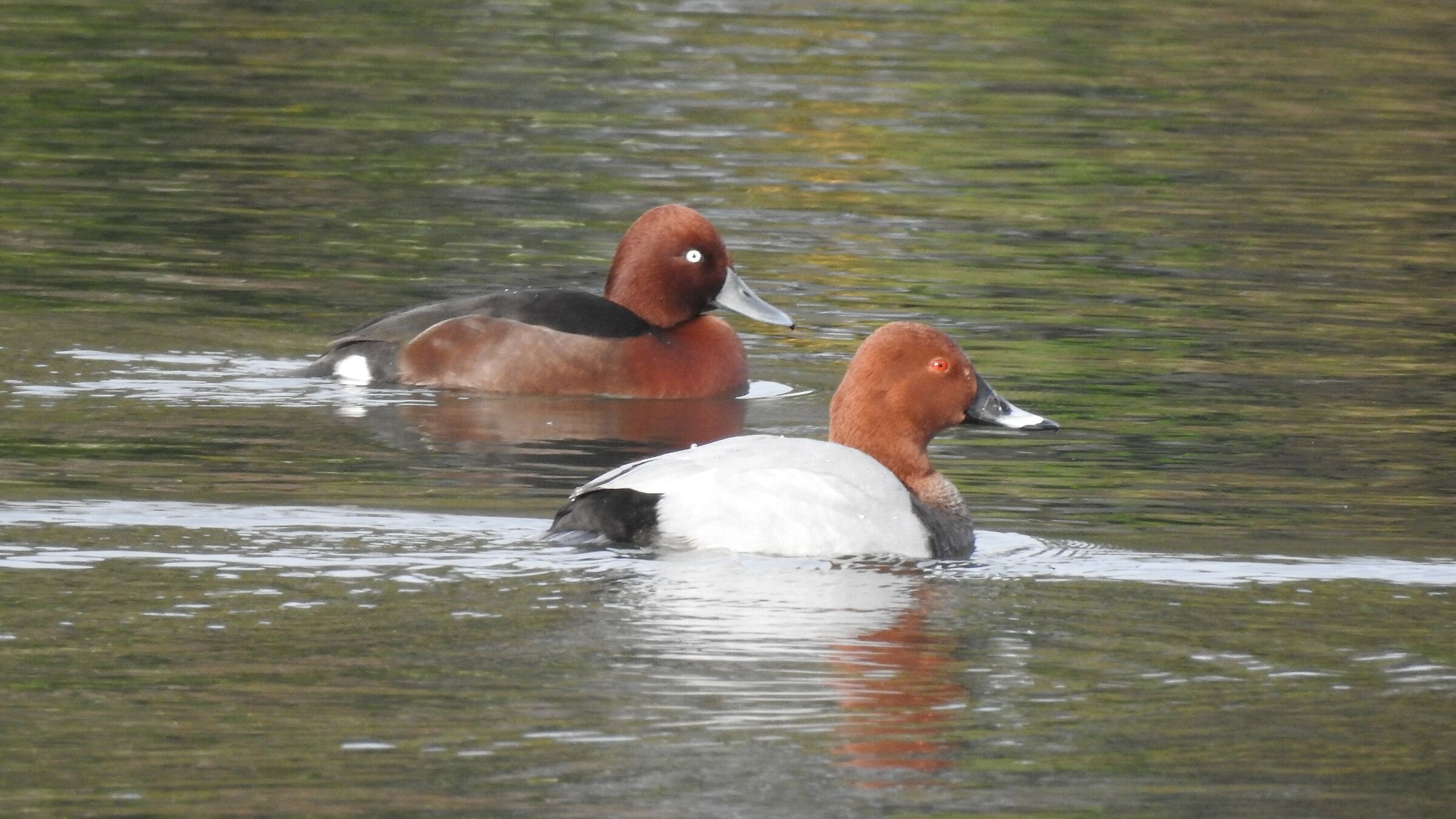 moretta e moriglione