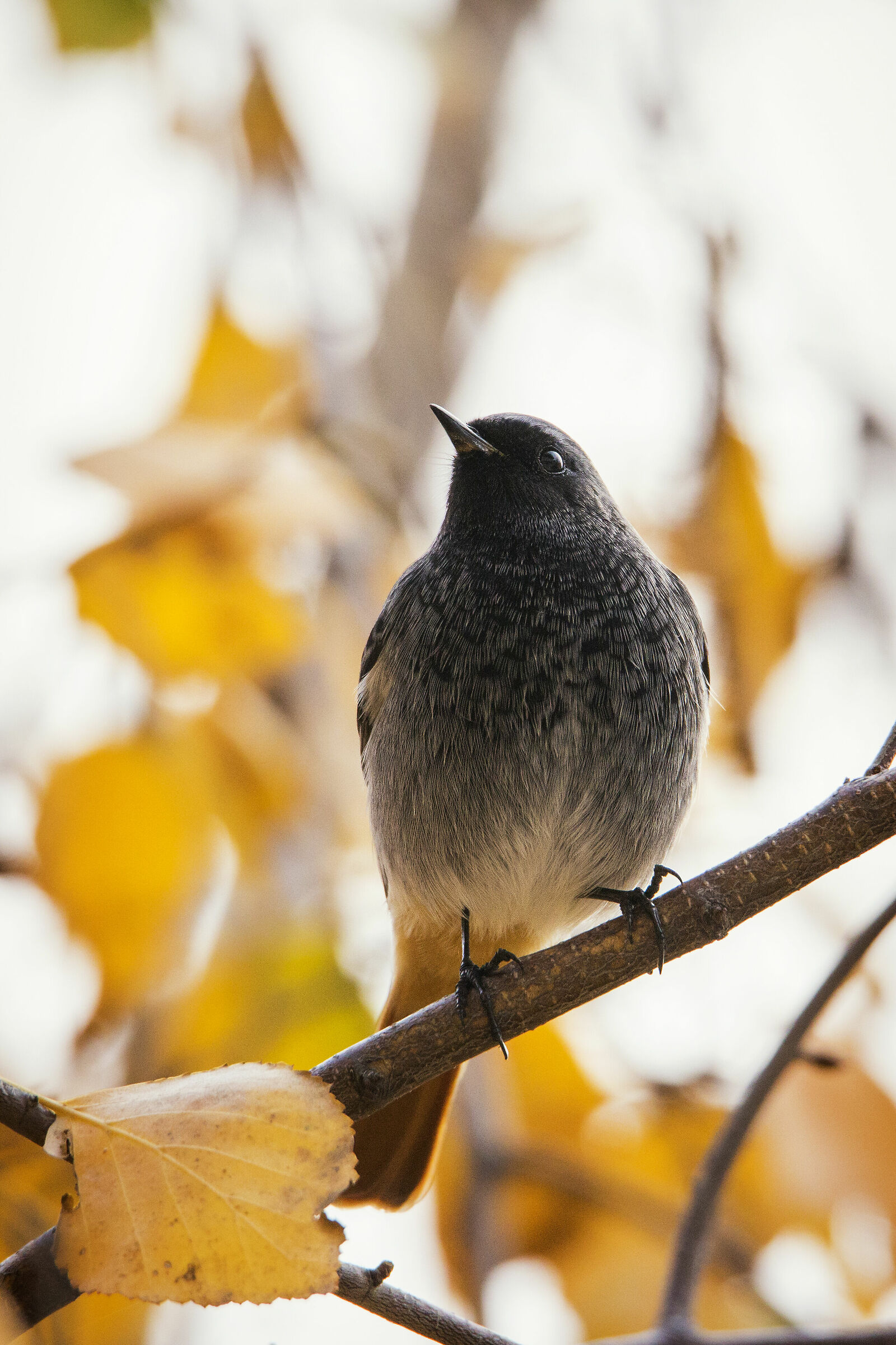 Codirosso Spazzacamino
