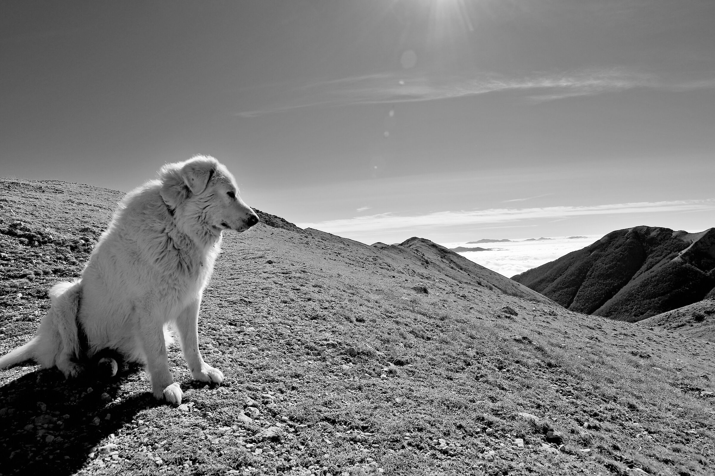 Dog