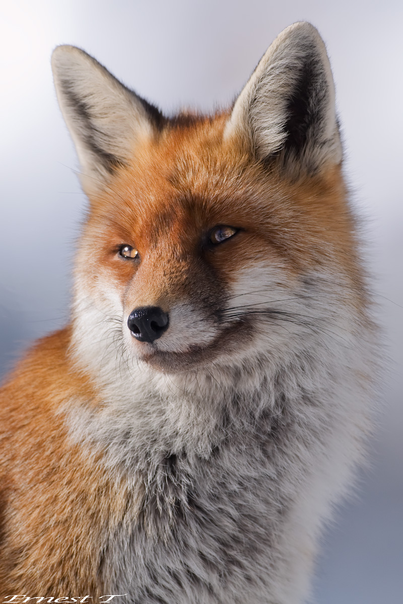 Fox