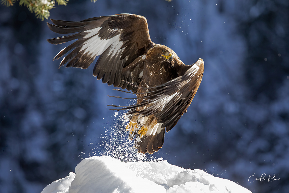 golden eagle -Italian Alps-