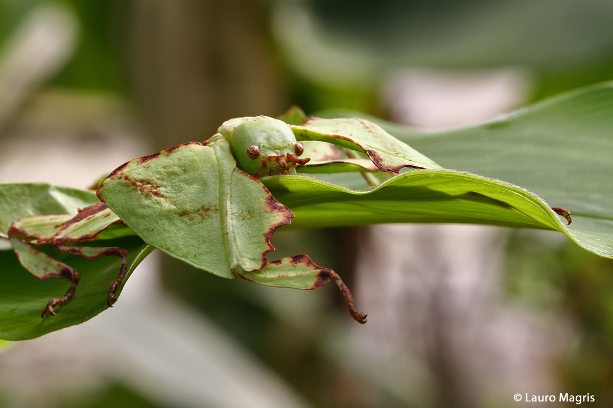 insect leaf ... first floor (Phyllium Bioculatum)