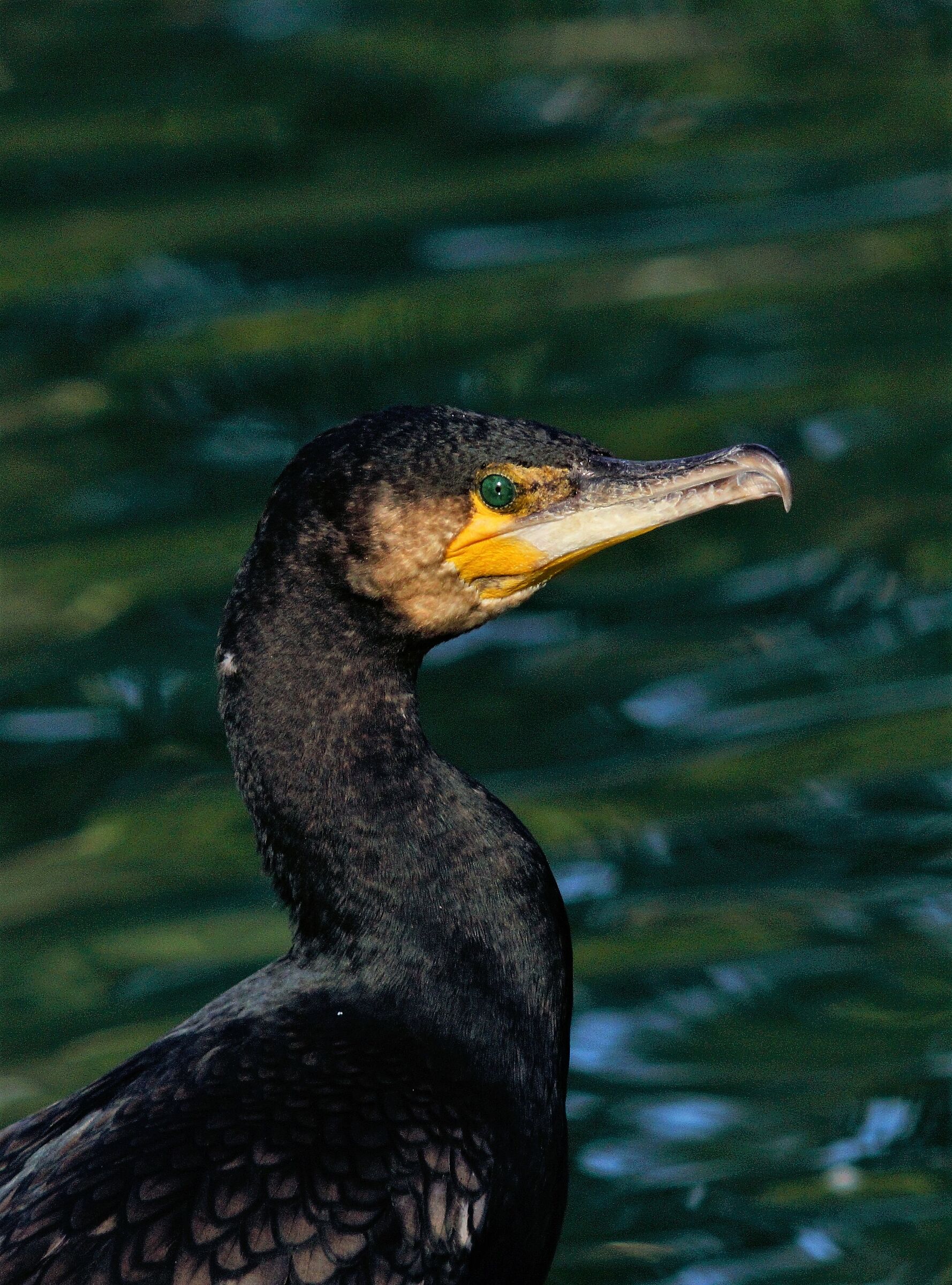 cormorants to the Eur
