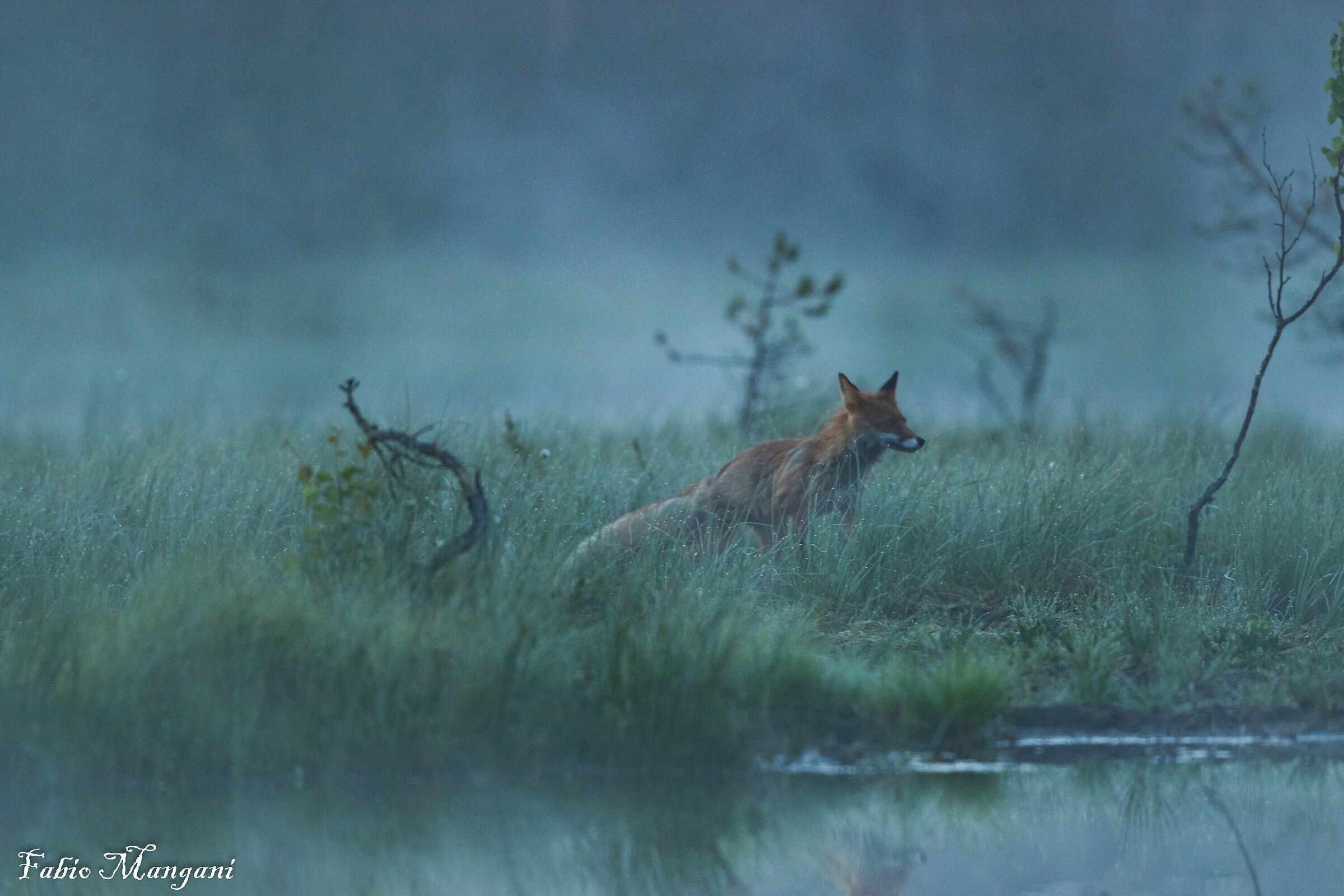 Volpe in Lapponi Finlandes