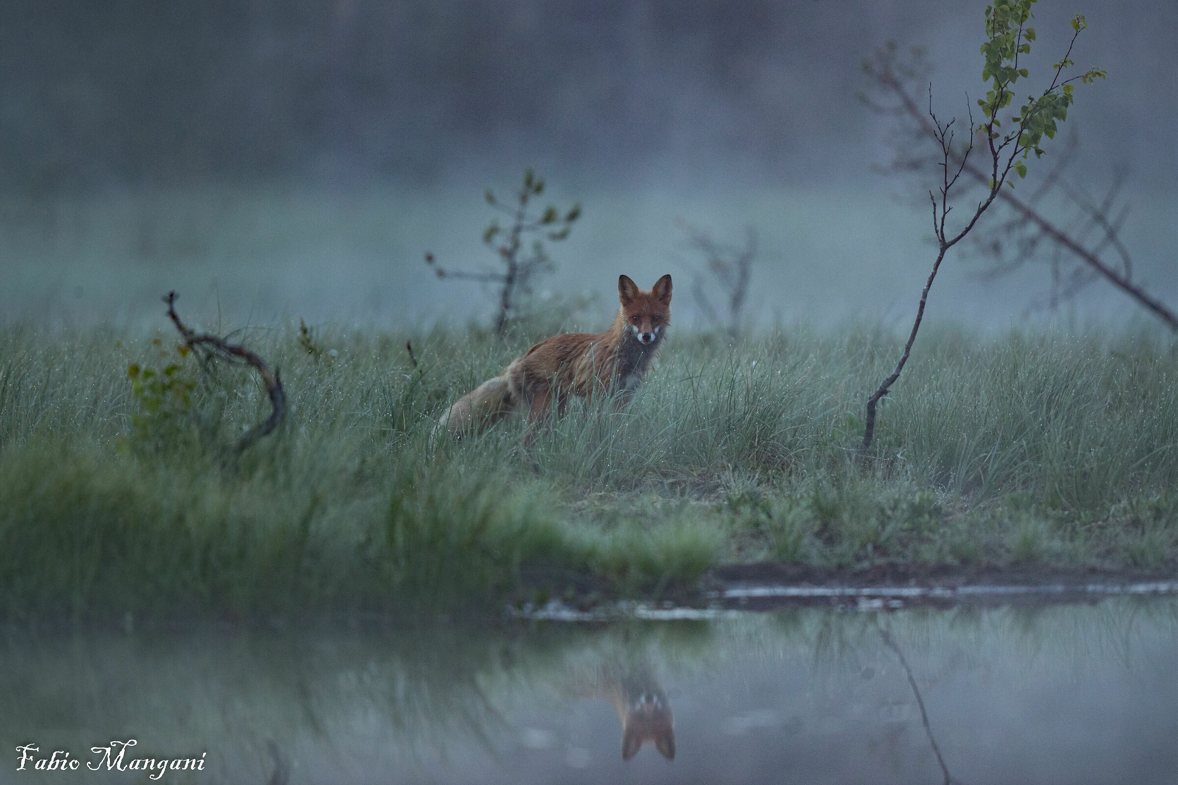 Fox in Finnish Lapland