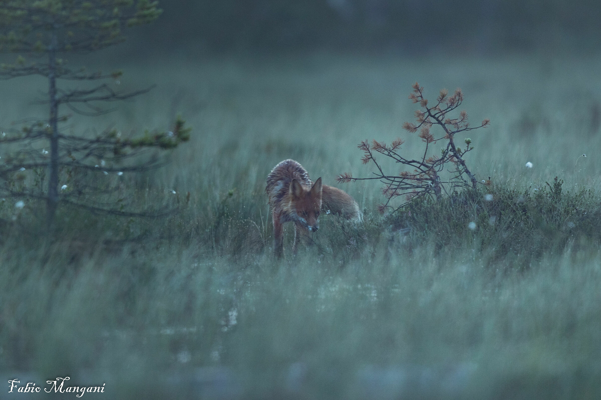 Fox in Finnish Lapland