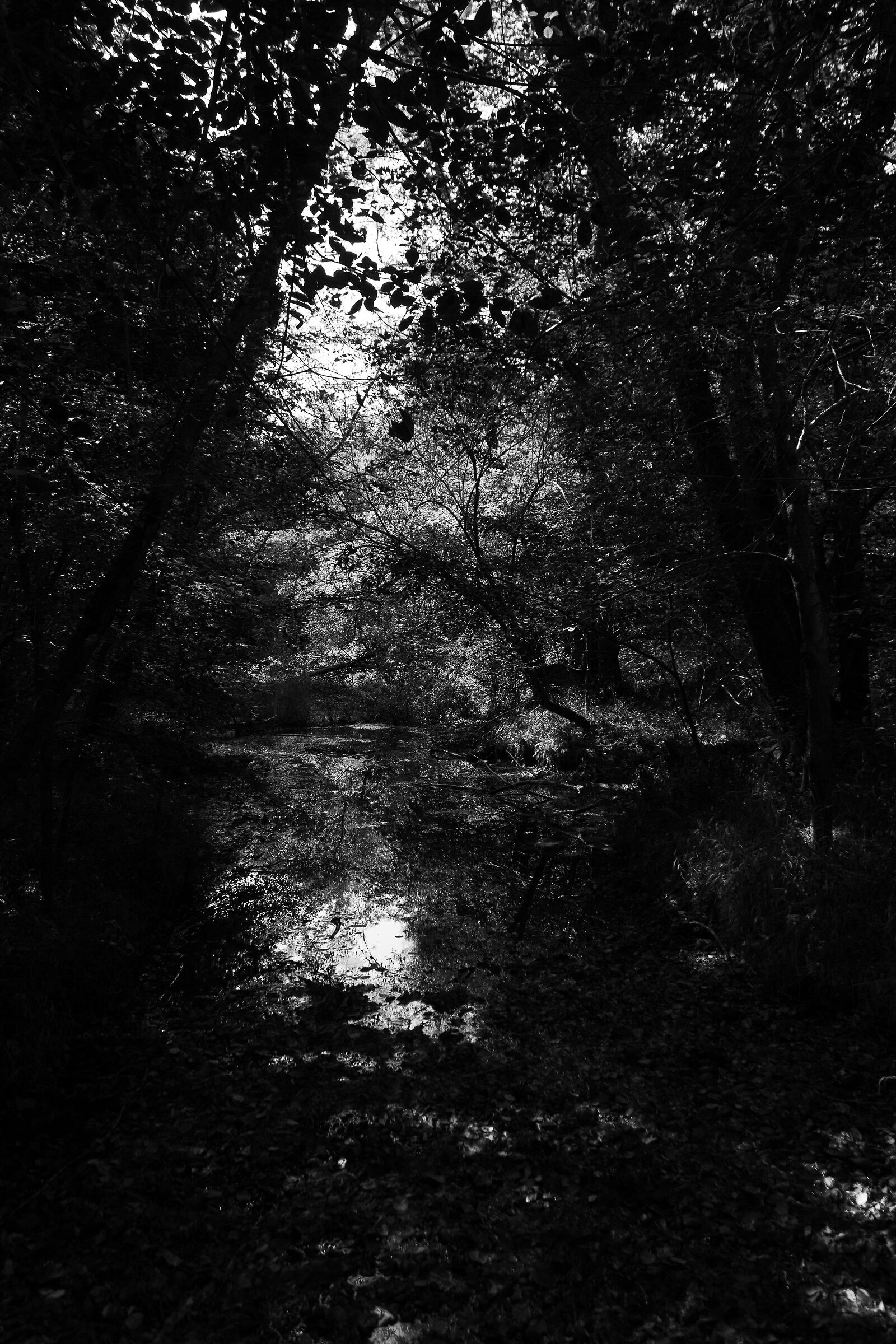 La Pheasant Park Center