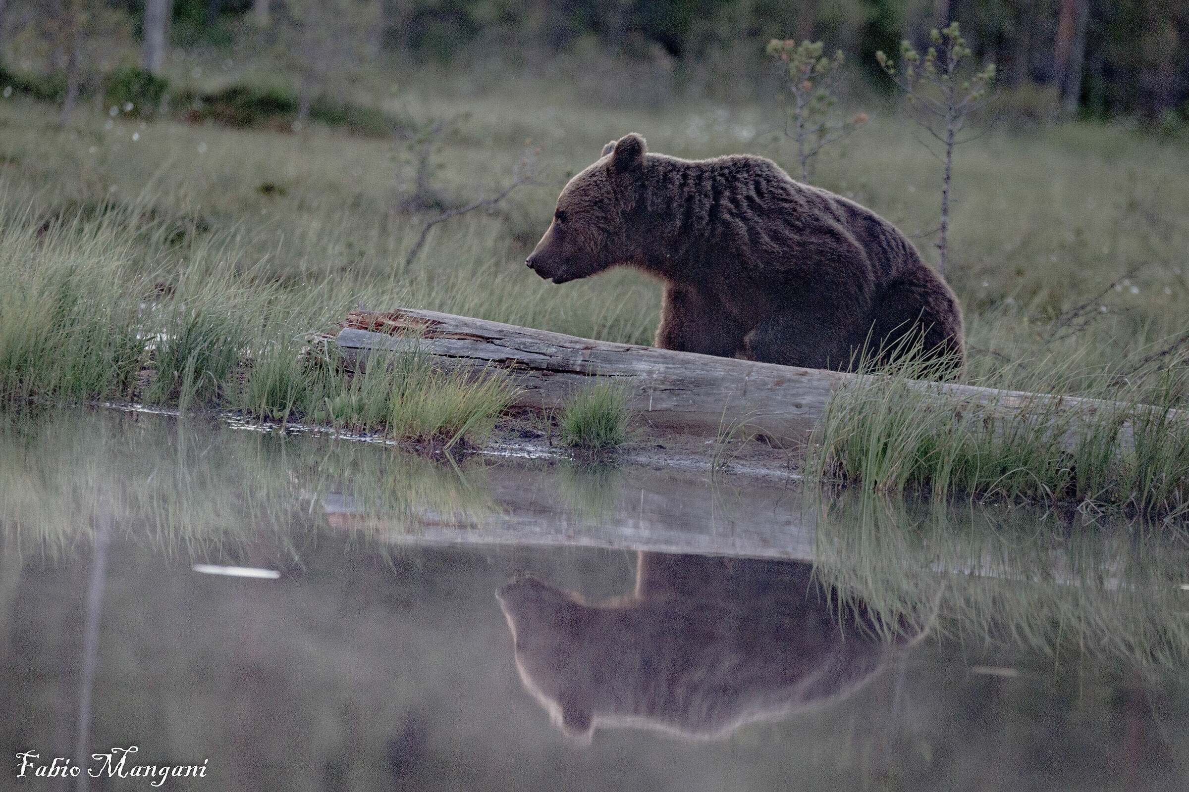 Finnish Lapland Bear