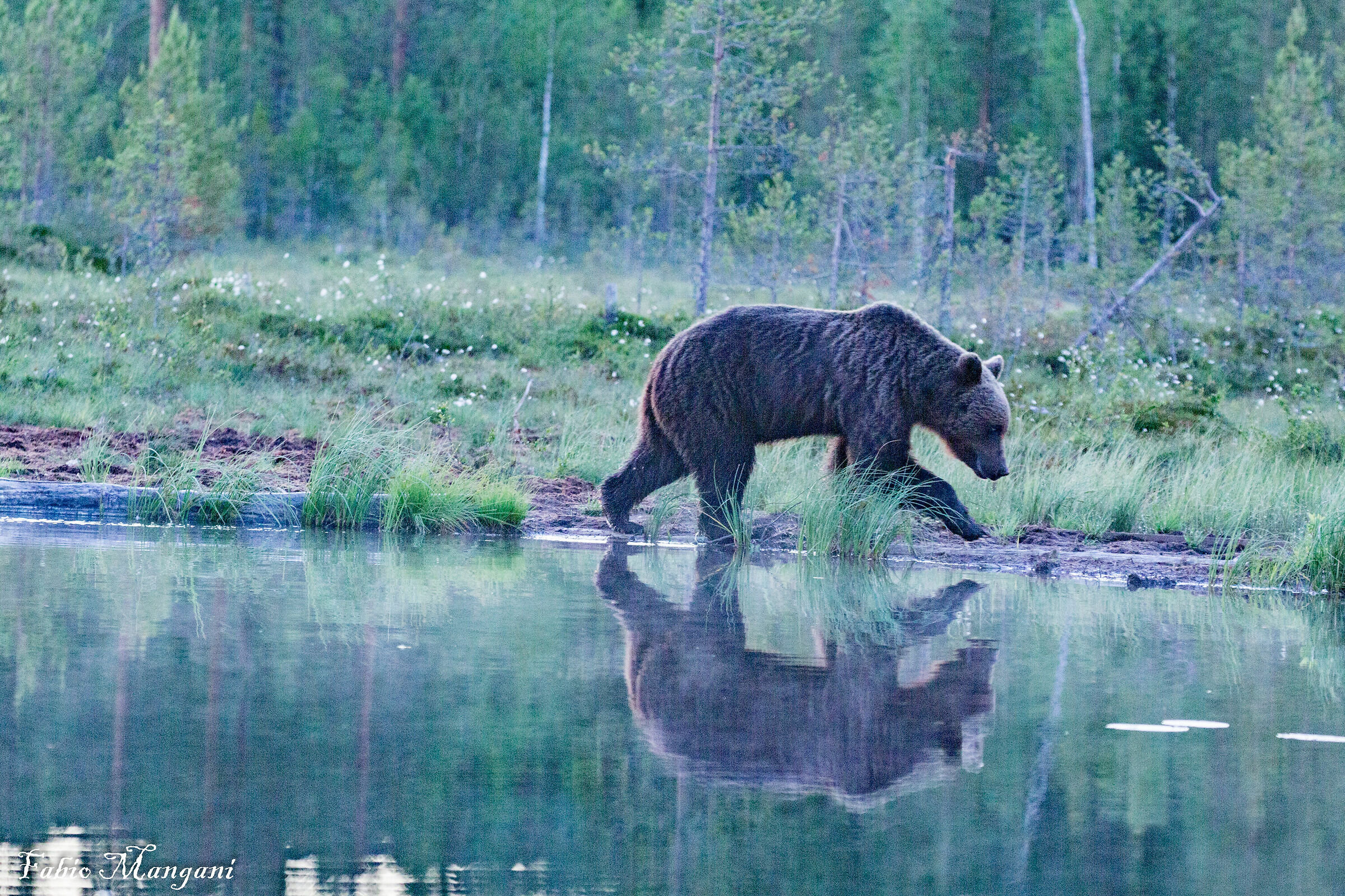 Finnish Lapland Bear