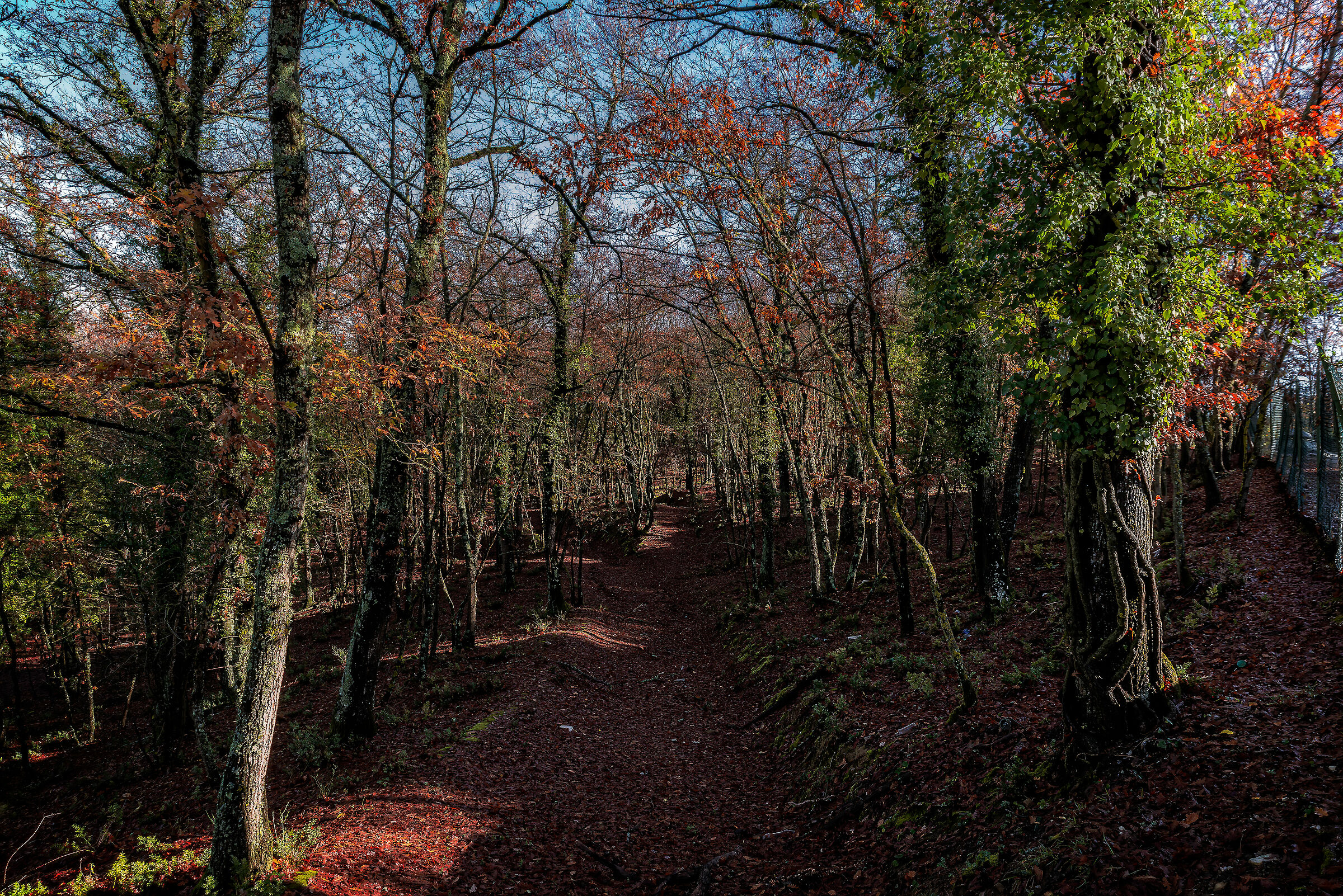 bosco tipico umbro (citta' della pieve)