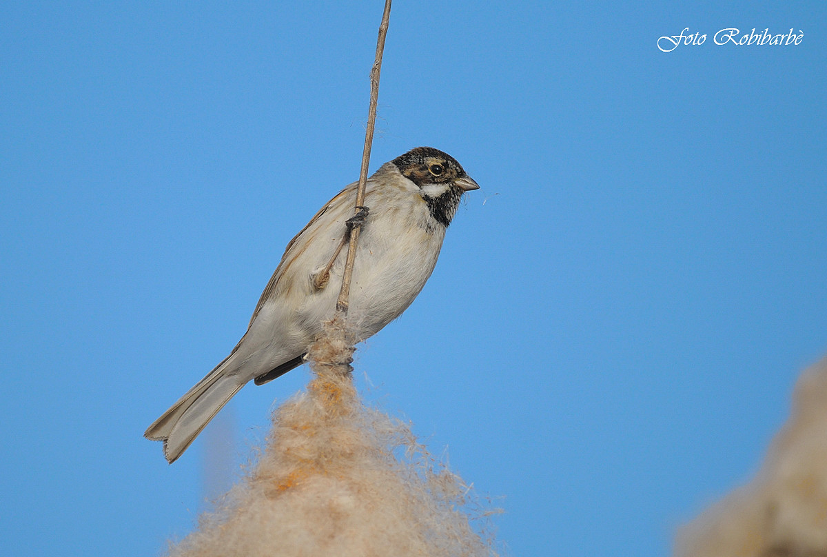 Migliarino ...... maschio
