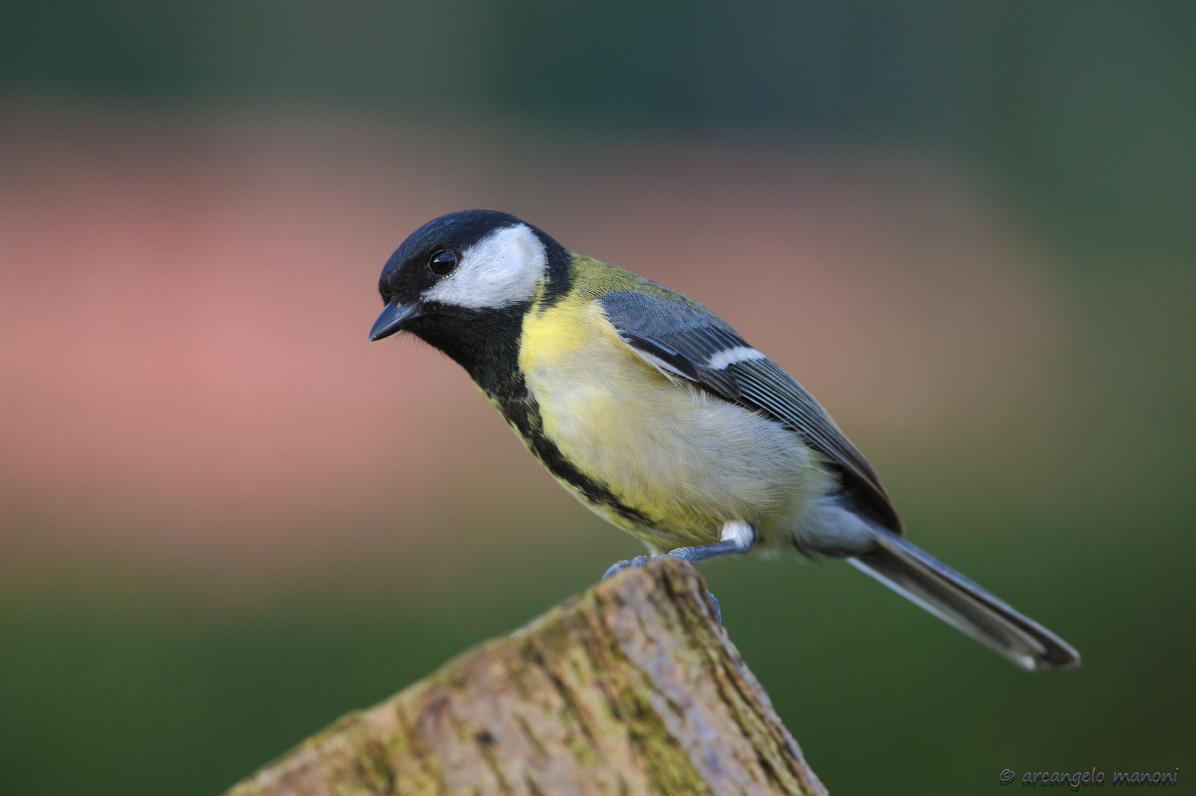 The elegance of cinciallegra