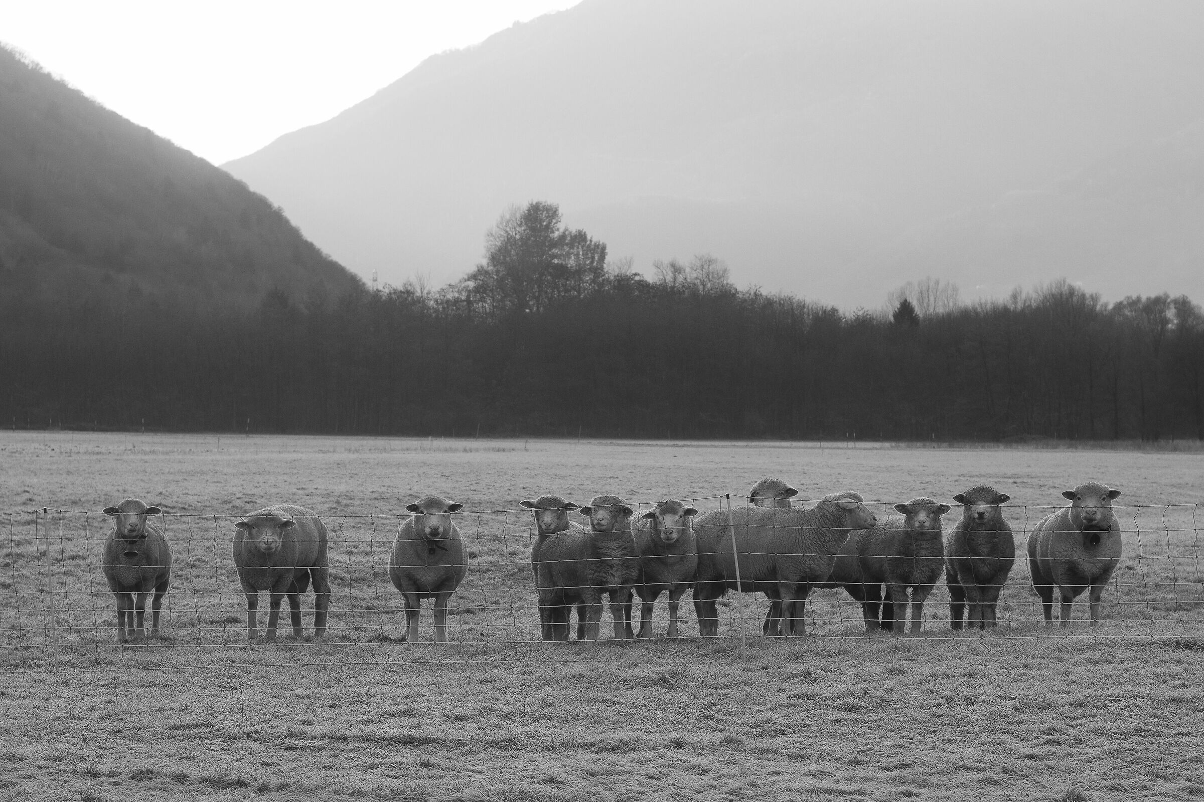 Sheep in frost