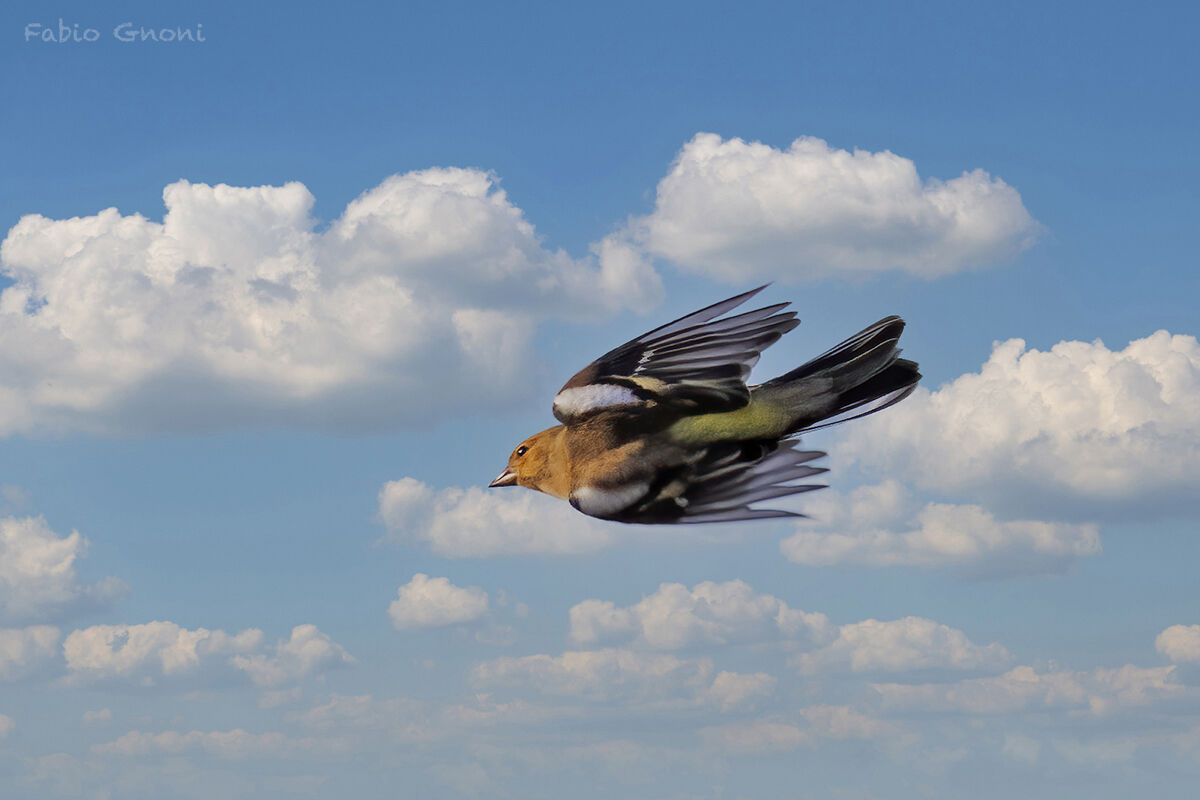 Finch in flight