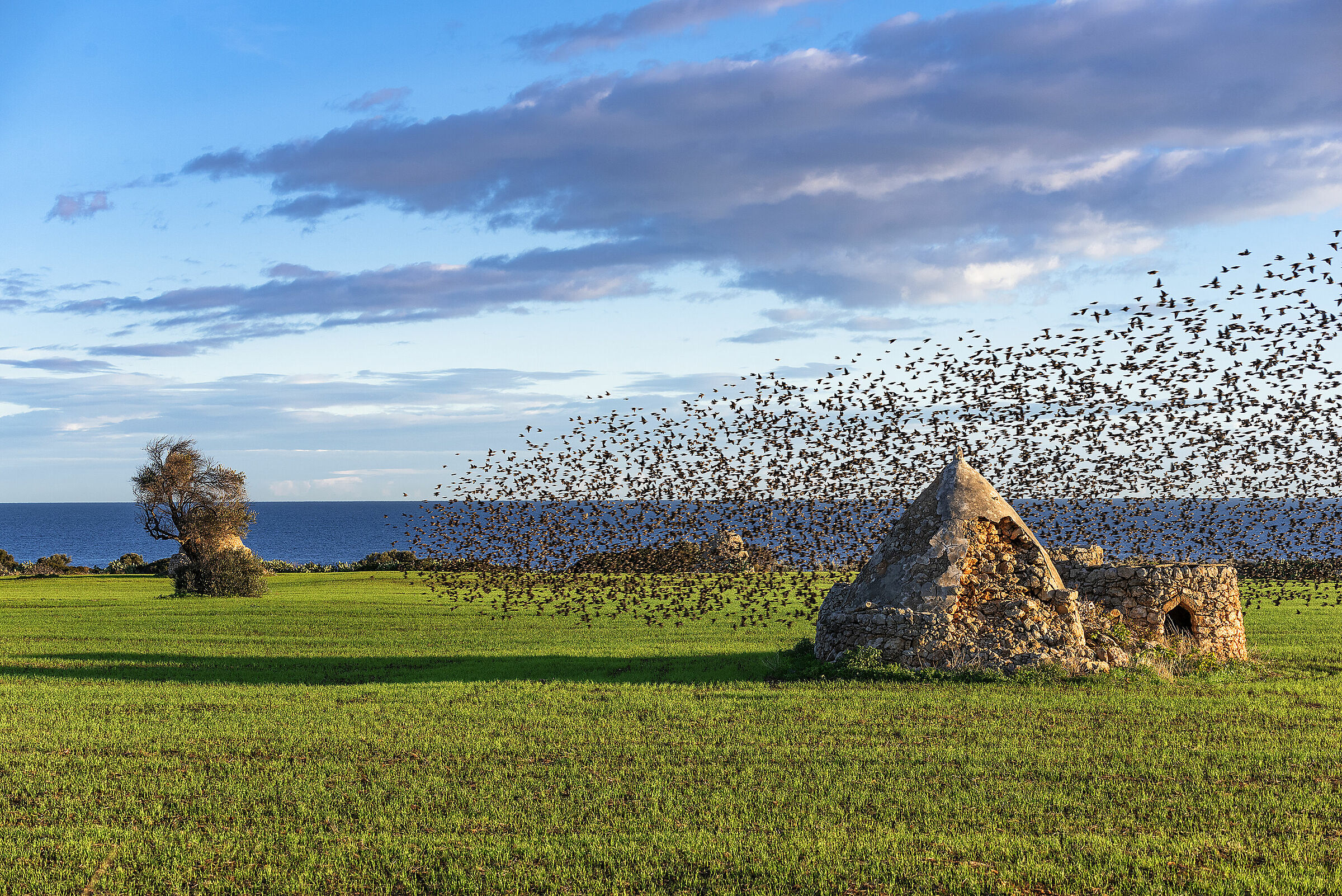 gli storni difendono Costa Ripagnola