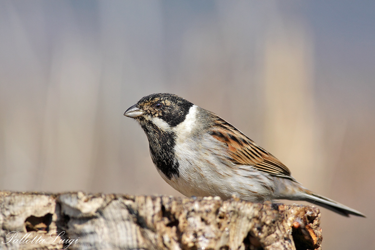 Reed Bunting (Emberiza schoeniclus)