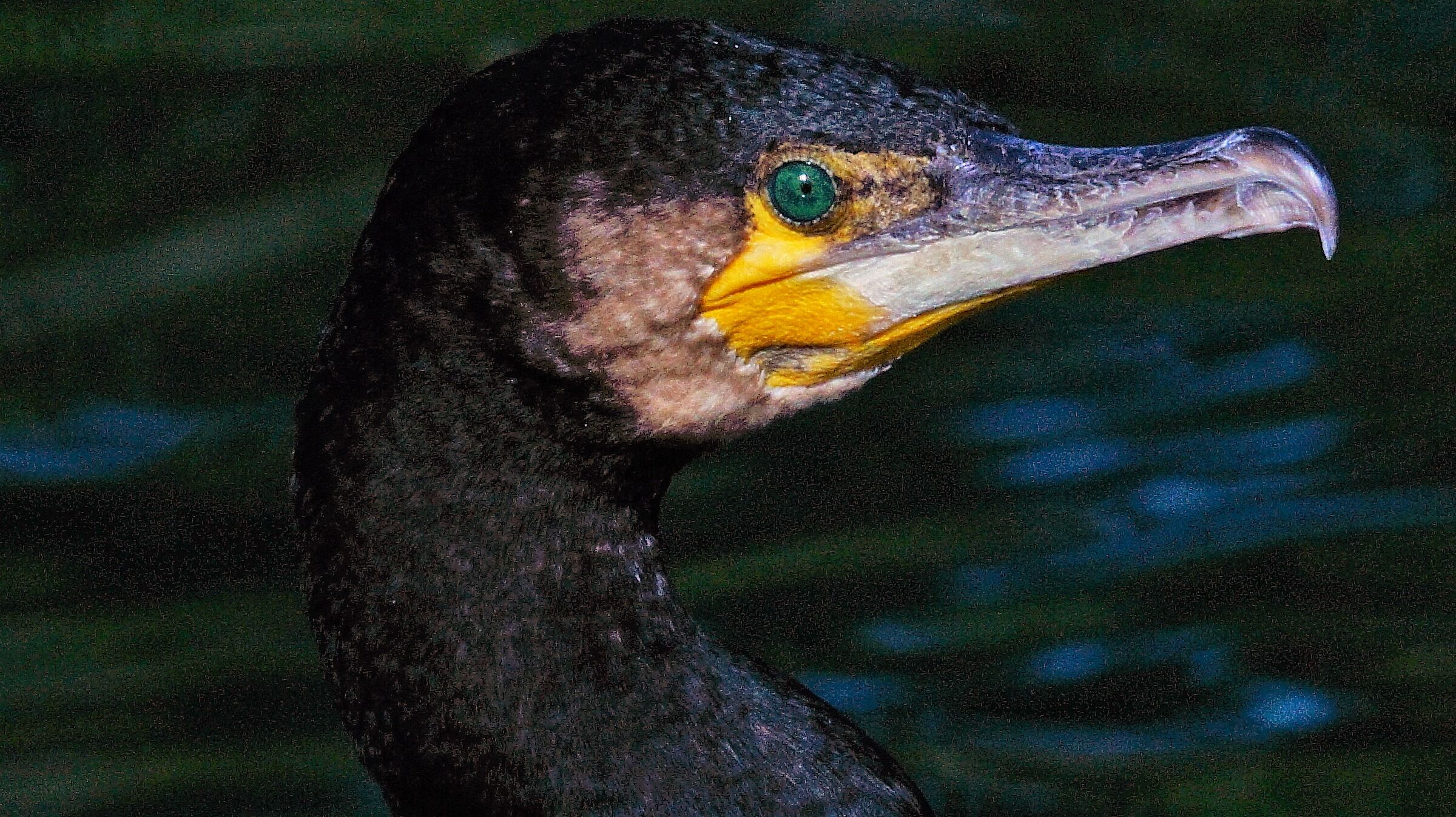 cormorants to the Eur