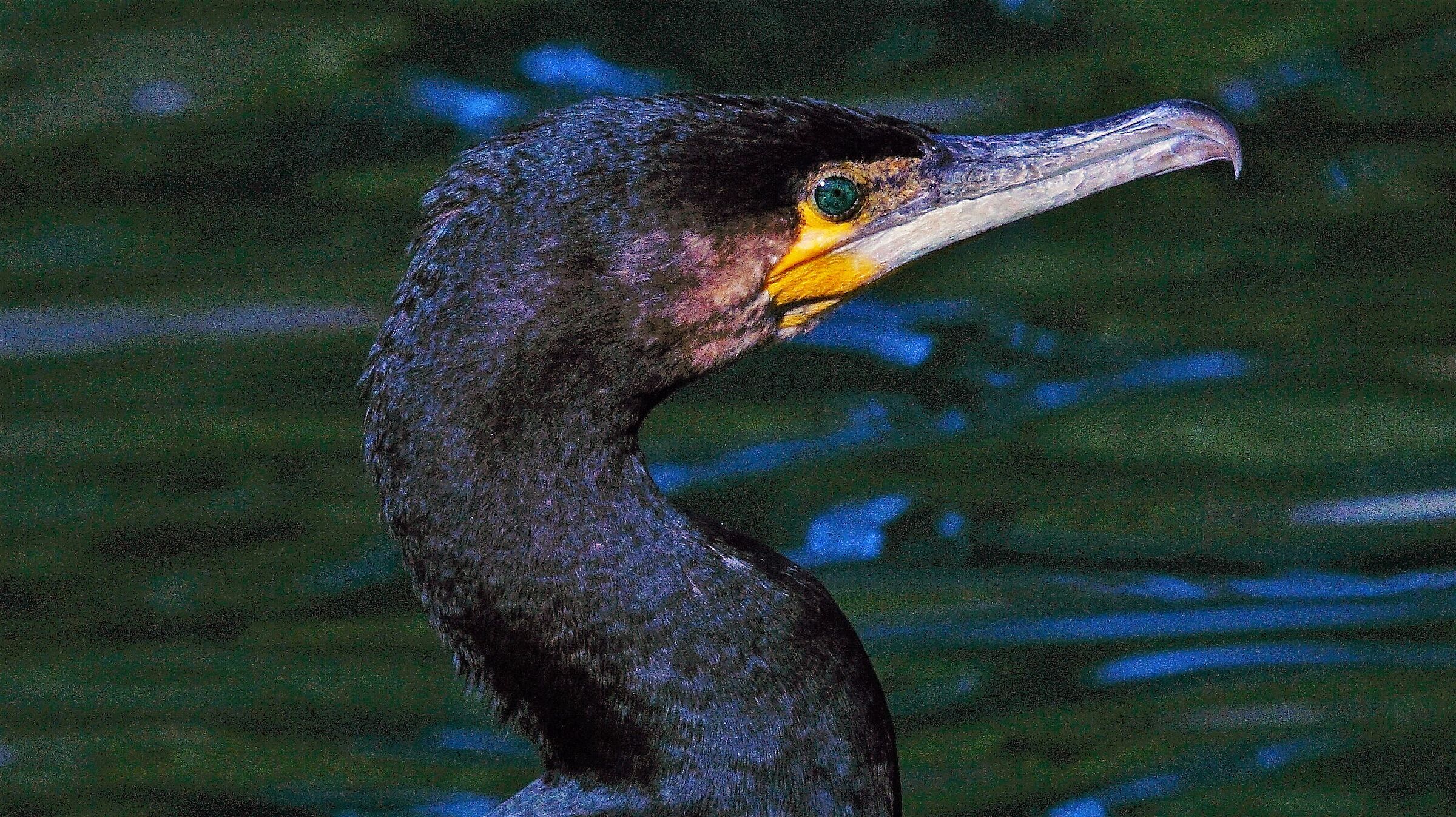 cormorants to the Eur