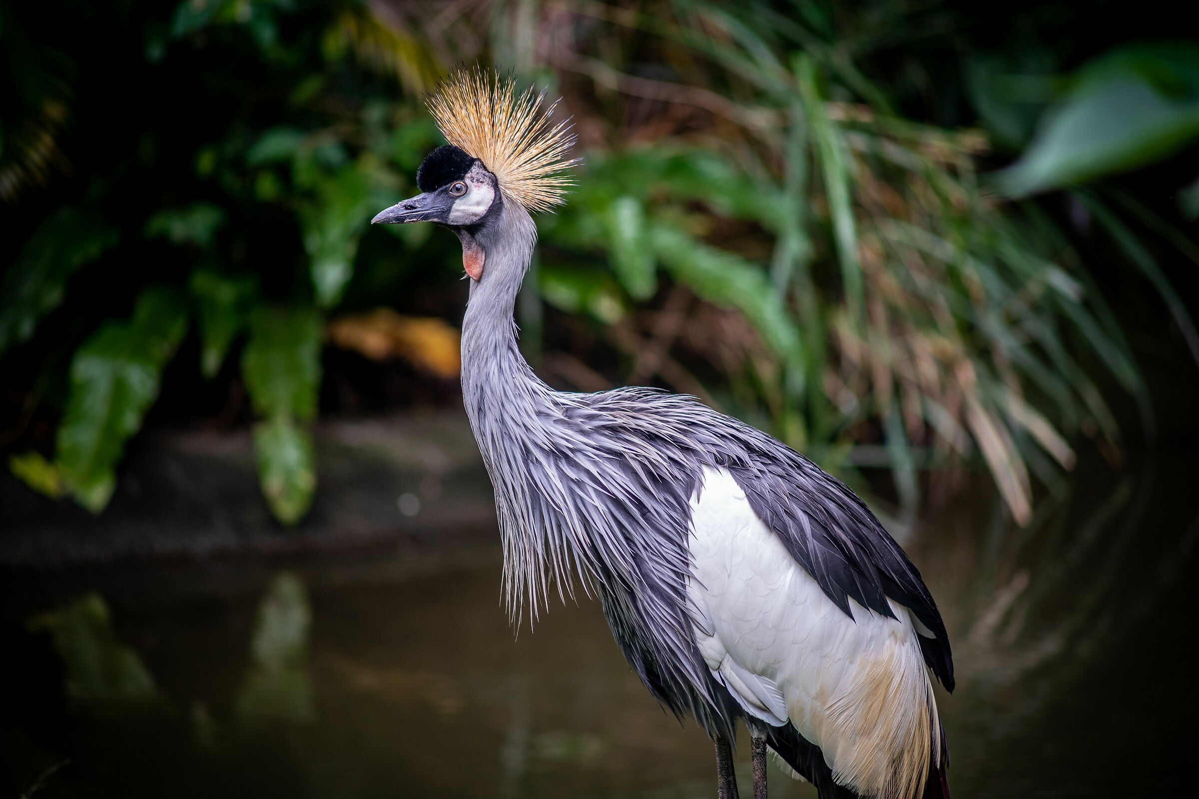 Crowned crane