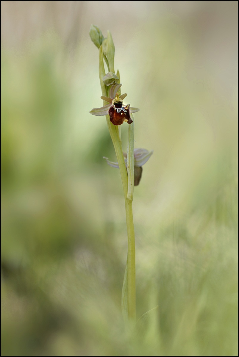 Ophrys Appennina x Ophrys Tarquinia