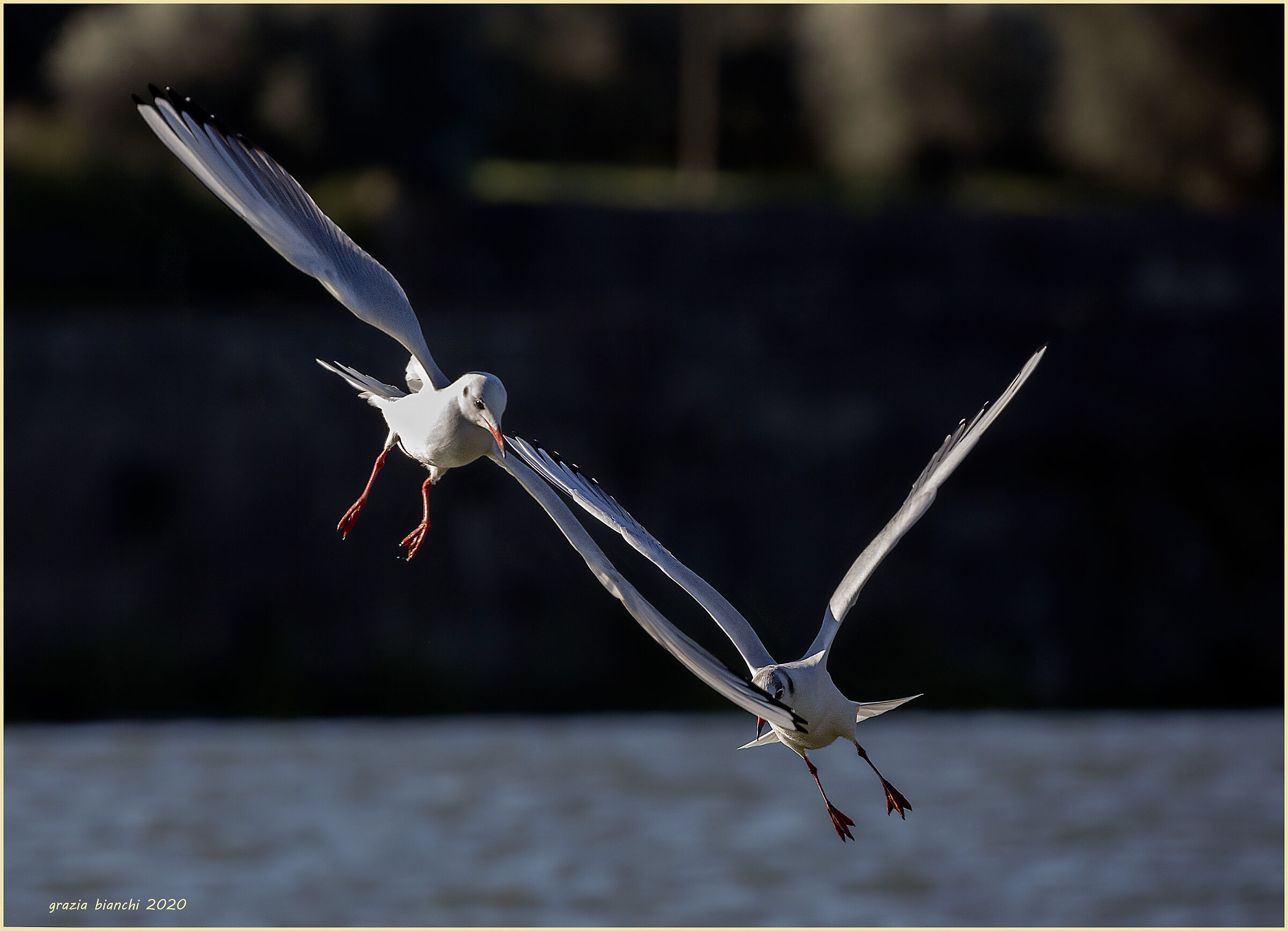 Seagulls common on the Arno - Florence