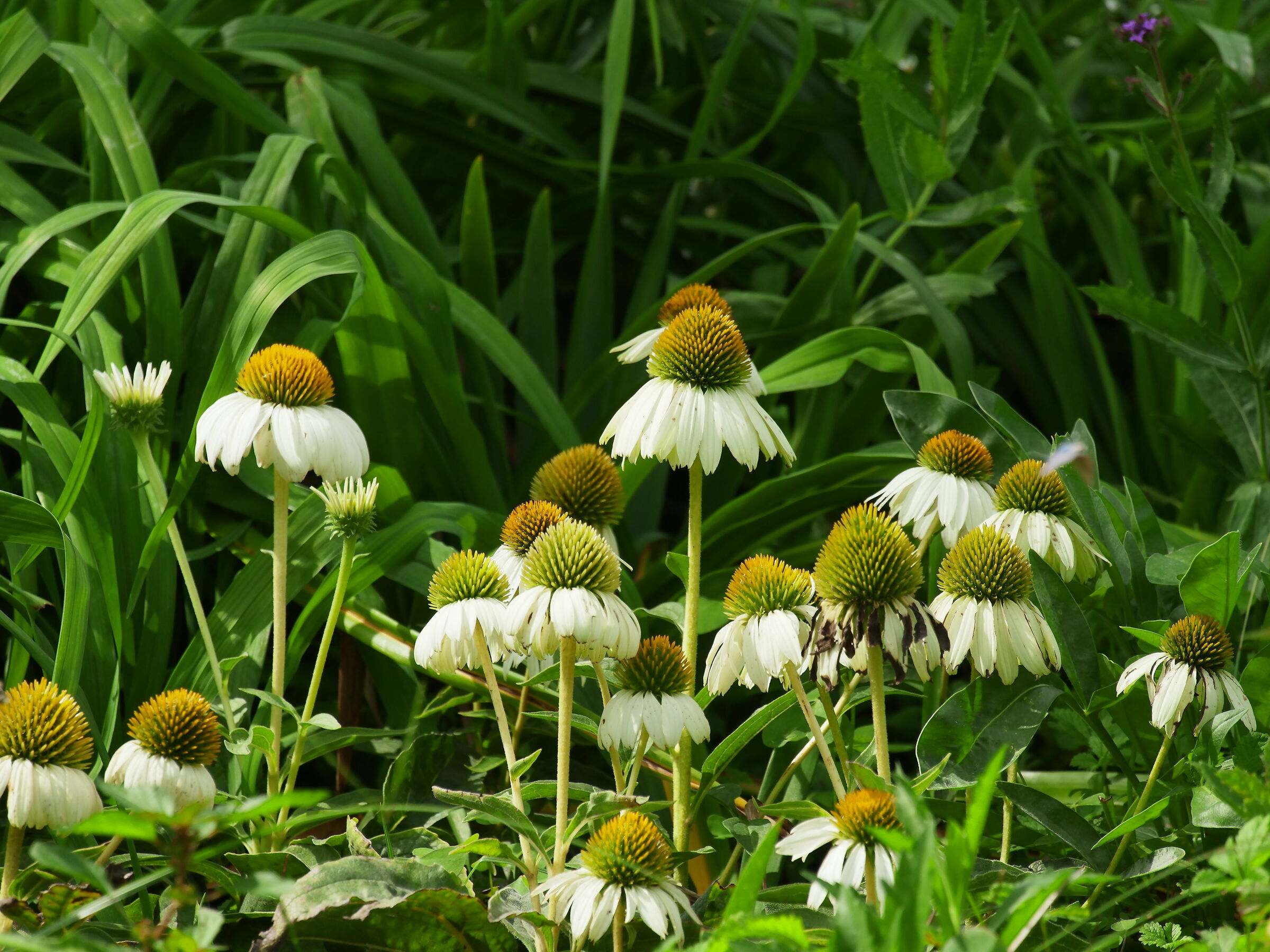 i fiori di settembre